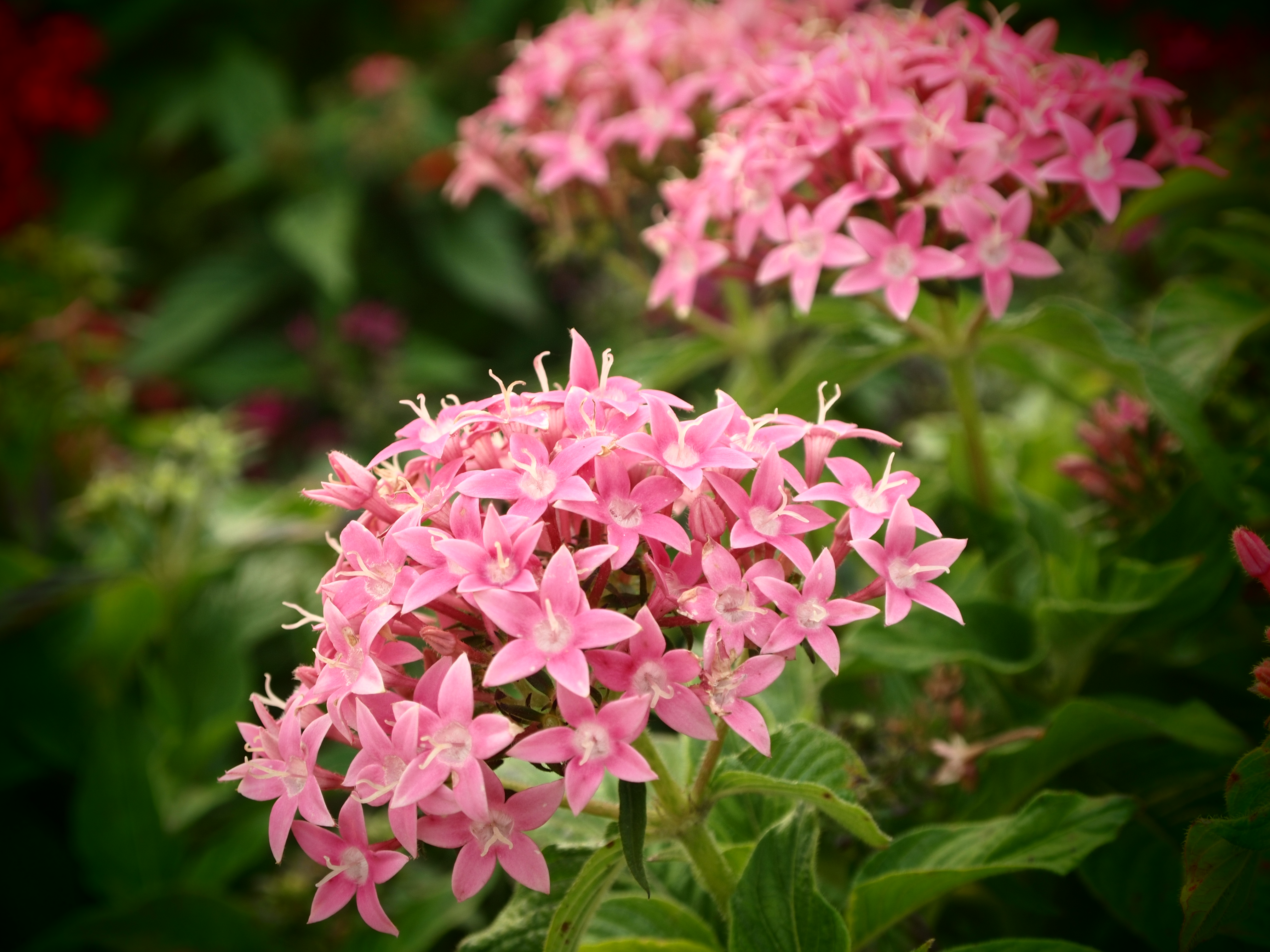 <b>トイフォト</b>