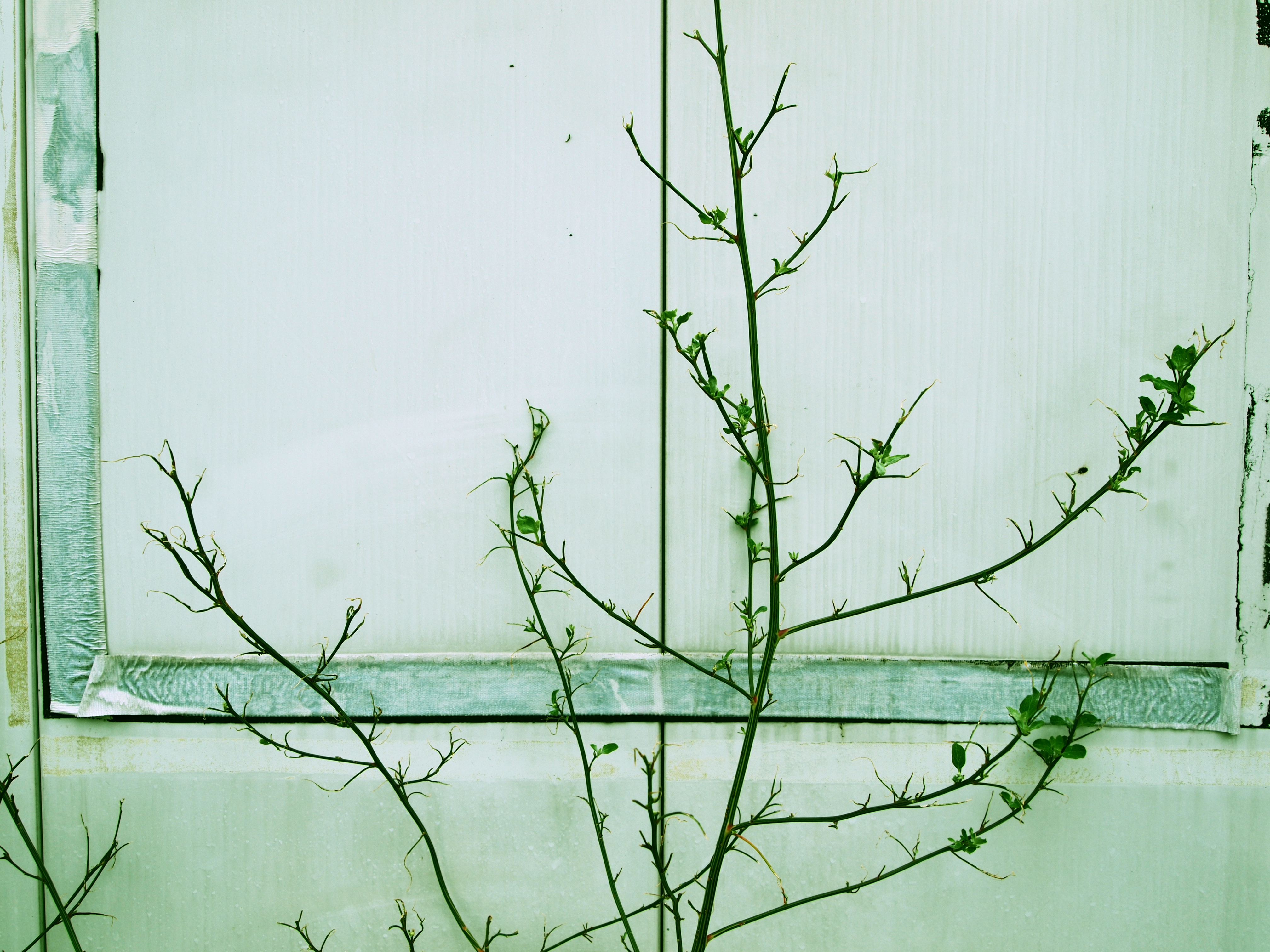 <b>E-P2 / M.ZUIKO DIGITAL ED 14-42mm F3.5-5.6 / 4,032×3,024 / 1/80秒 / F4.5 / +0.7EV / ISO100 / Creative / WB:オート / 18mm / アートフィルター：クロスプロセス / 仕上り設定：NATURAL</b>