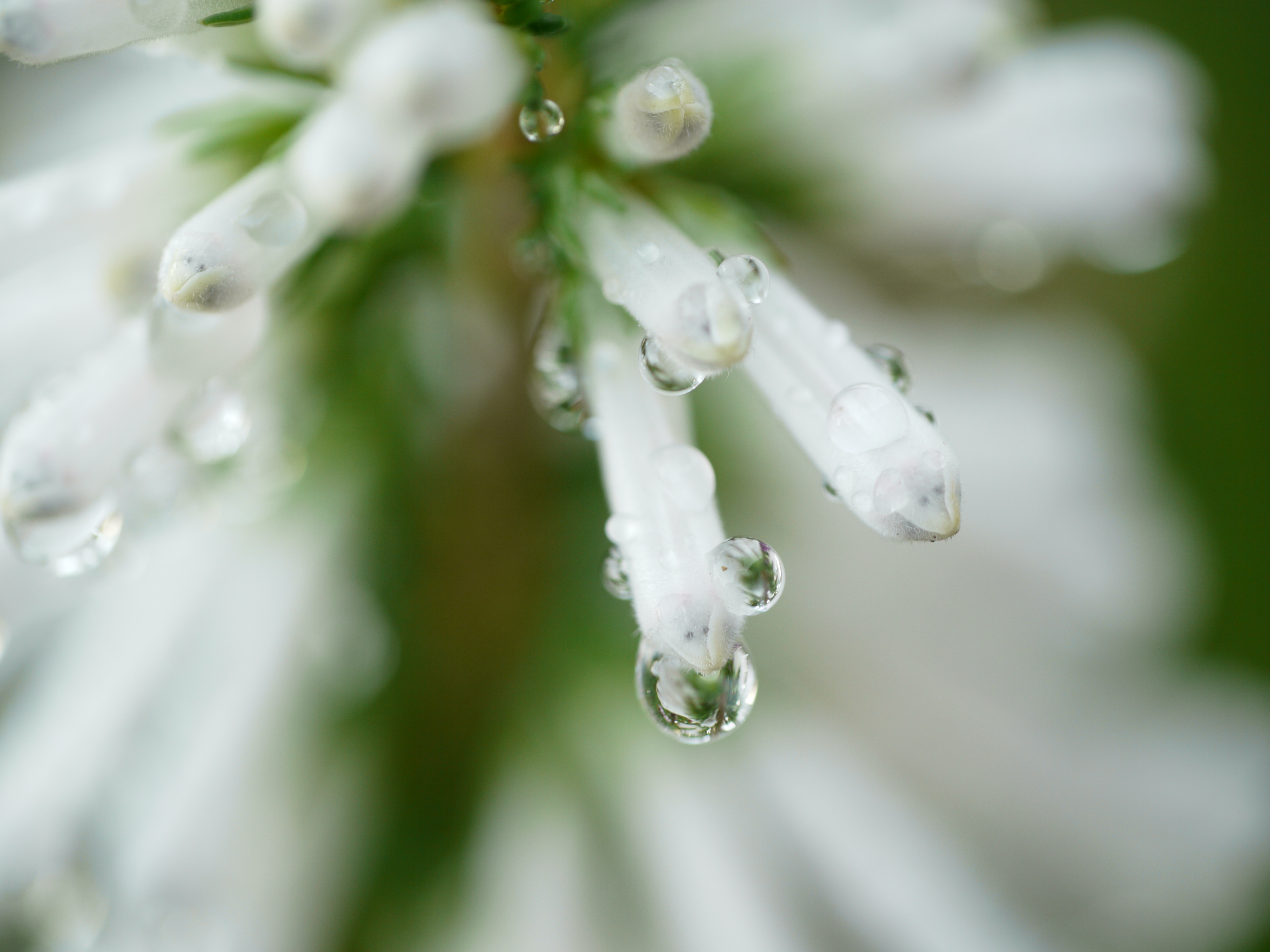 <b>DMC-GH1 / LEICA DG MACRO-ELMARIT 45mm F2.8 ASPH. MEGA O.I.S. / 約4.4MB / 4,000×3,000 / 1/20秒 / F2.8 / +1EV / ISO100 / WB:日陰</b>