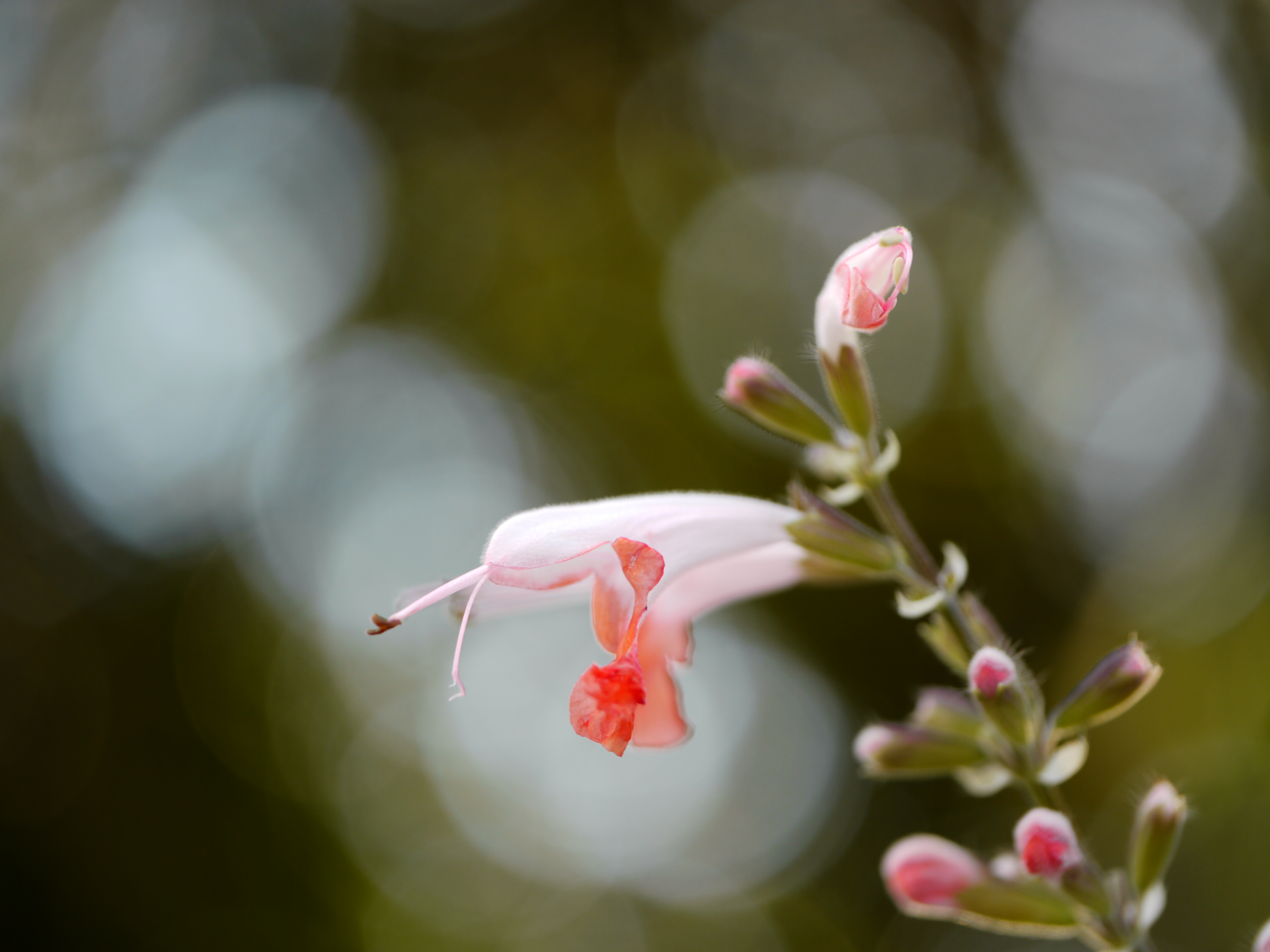 <b>DMC-GH1 / LEICA DG MACRO-ELMARIT 45mm F2.8 ASPH. MEGA O.I.S. / 約4.5MB / 4,000×3,000 / 1/100秒 / F2.8 / +0.3EV / ISO100 / WB:曇り</b>