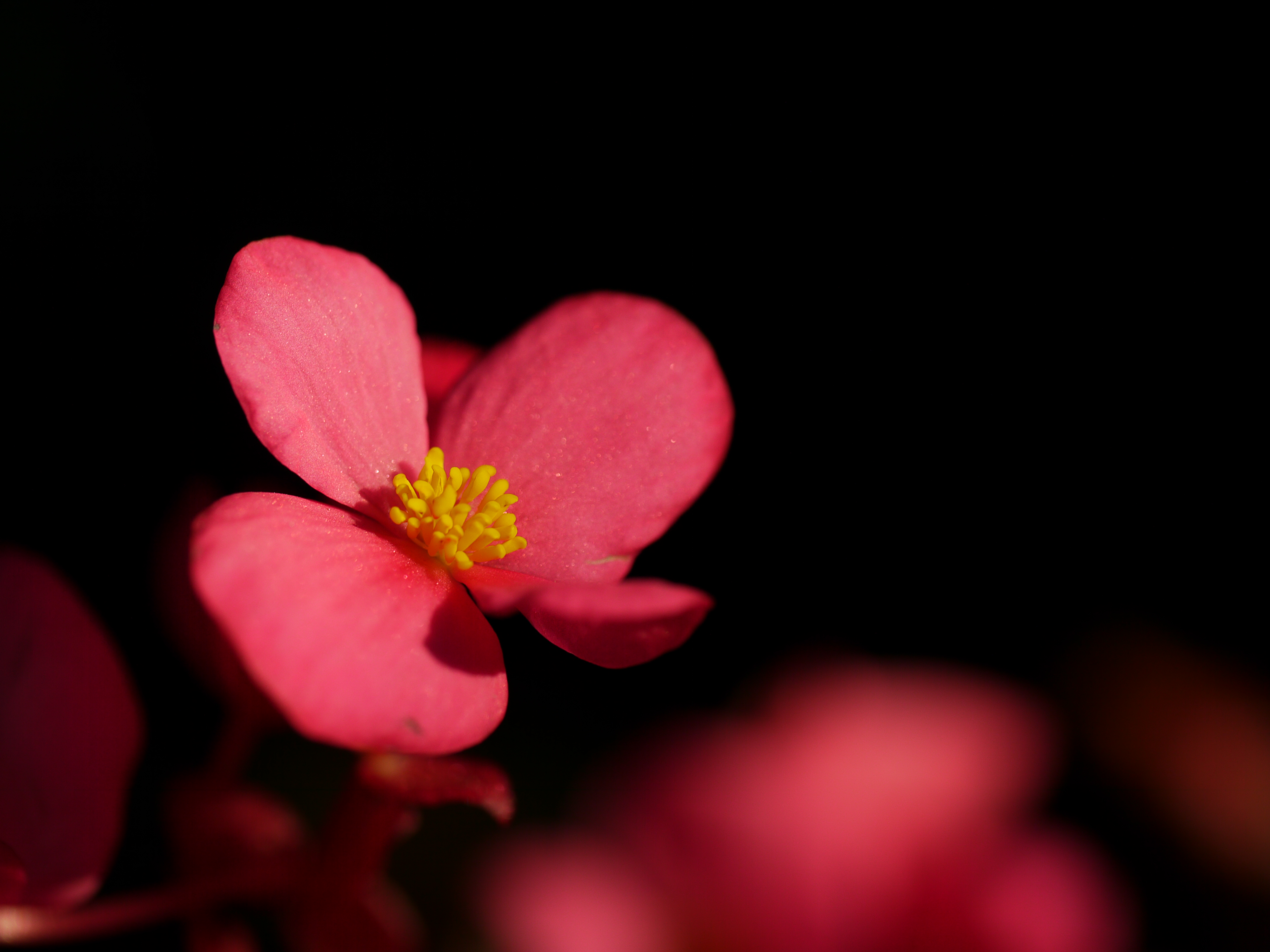 <b>DMC-GH1 / LEICA DG MACRO-ELMARIT 45mm F2.8 ASPH. MEGA O.I.S. / 約2.3MB / 4,000×3,000 / 1/250秒 / F3.2 / -0.3EV / ISO100 / WB:曇り</b>