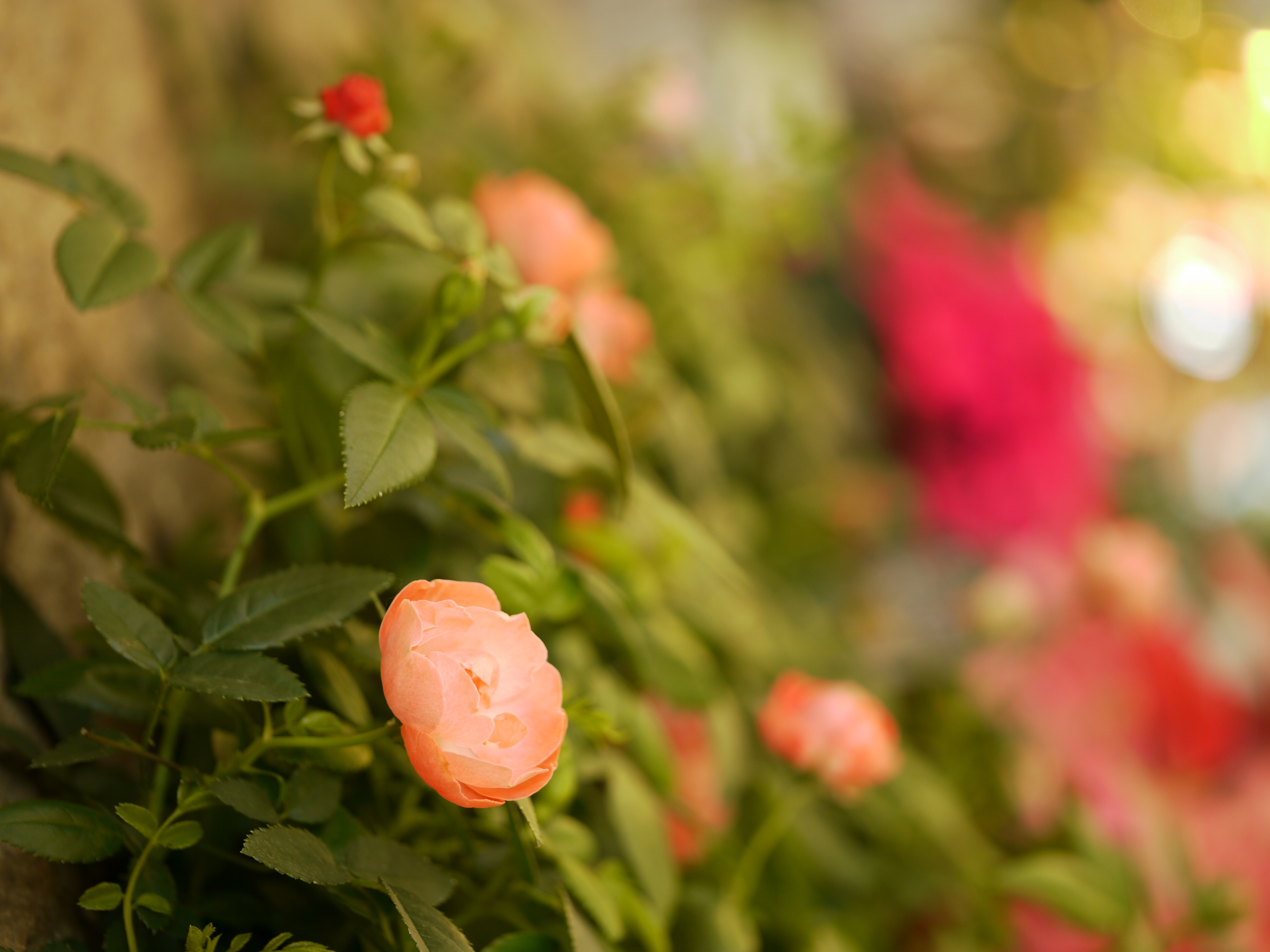 <b>DMC-GH1 / LEICA DG MACRO-ELMARIT 45mm F2.8 ASPH. MEGA O.I.S. / 約4.6MB / 3,000×4,000 / 1/8秒 / F2.8 / 0EV / ISO100 / WB:日陰</b>