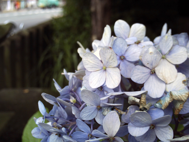 <b>スタンダード作品例</b>