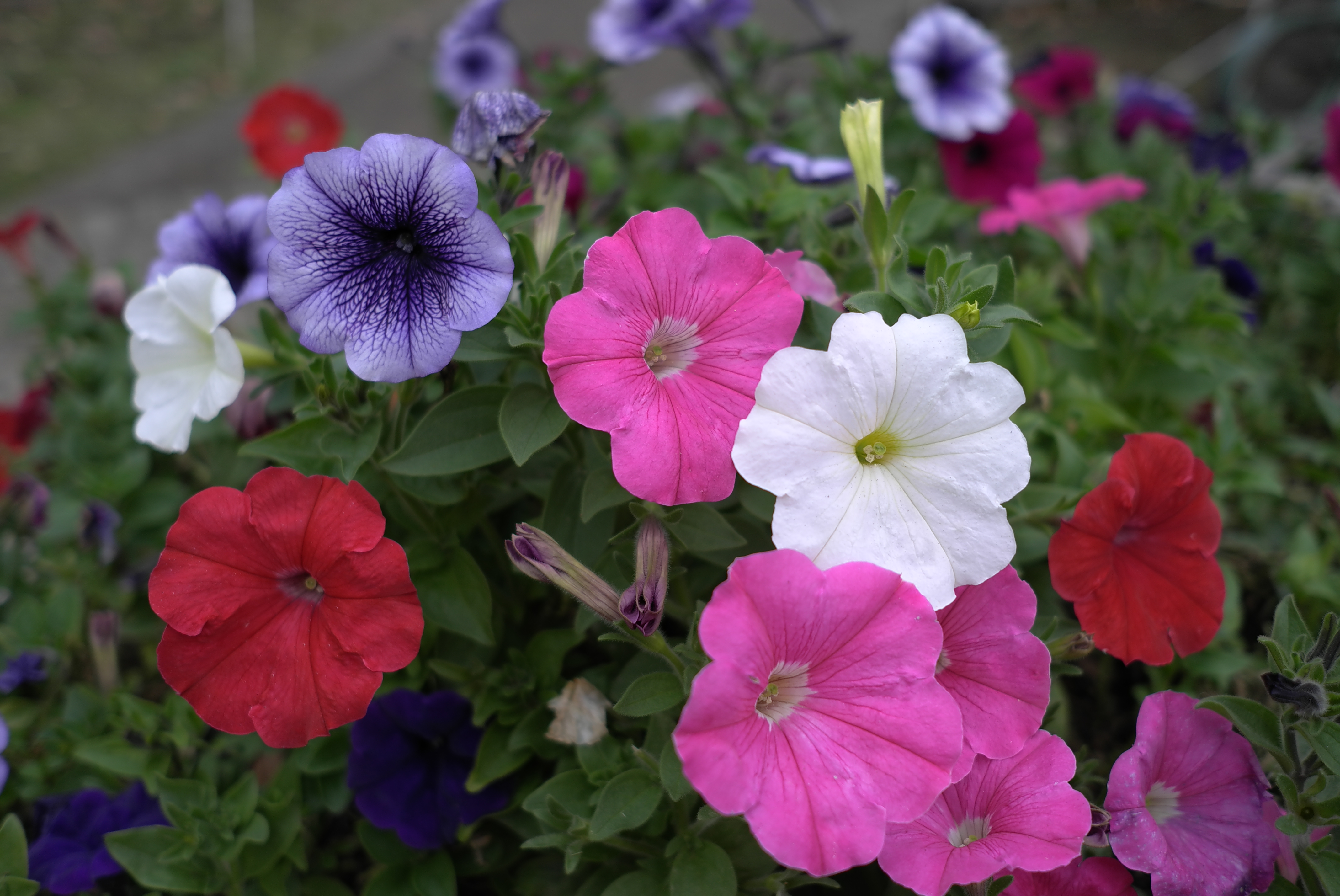 <b>X1 / 約4.4MB / 4,272×2,856 / 1/160秒 / F2.8 / 0EV / ISO100 / WB:オート / 24mm</b>