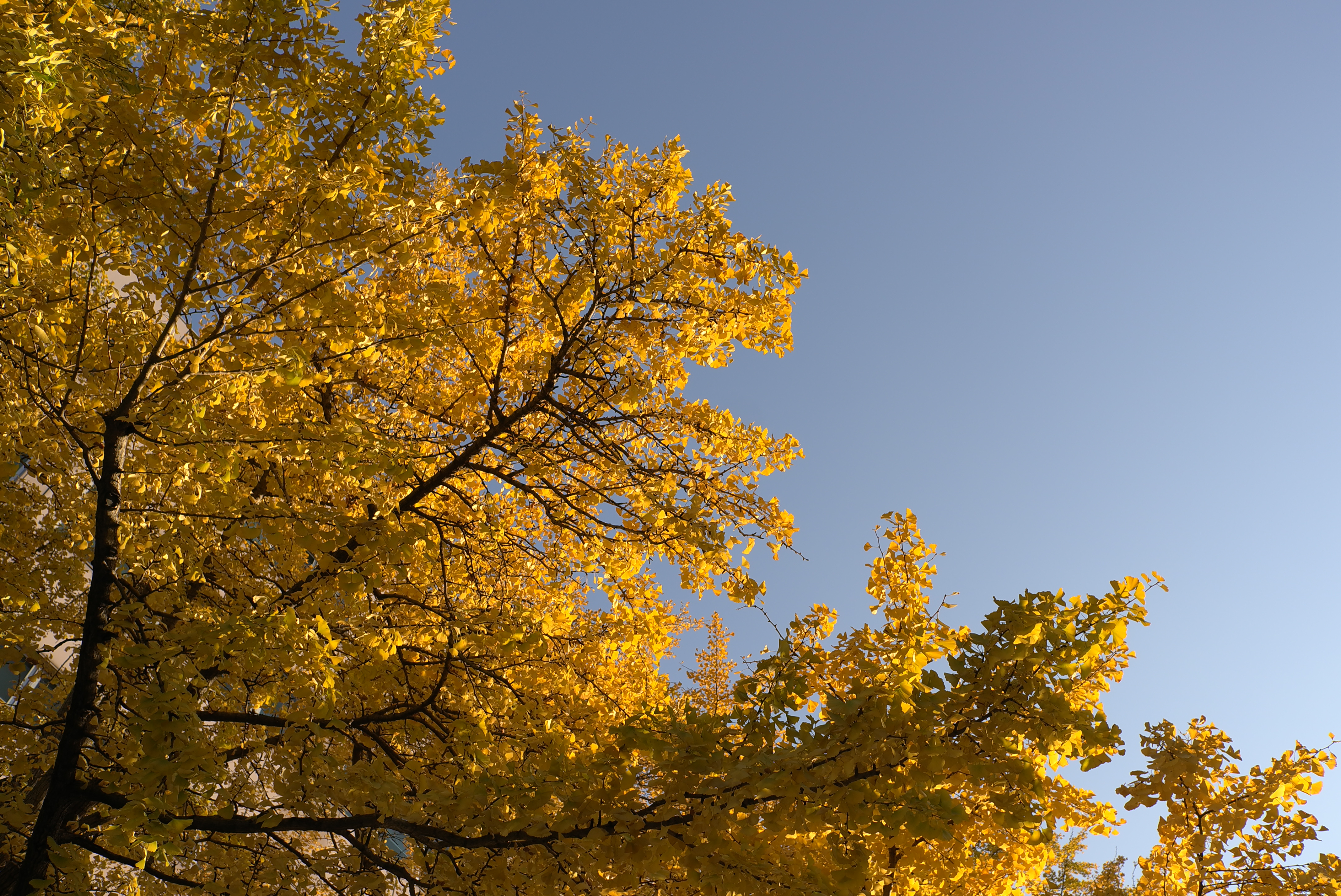 <b>X1 / 約4.7MB / 4,272×2,856 / 1/400秒 / F5 / 0EV / ISO100 / WB:オート / 24mm</b>