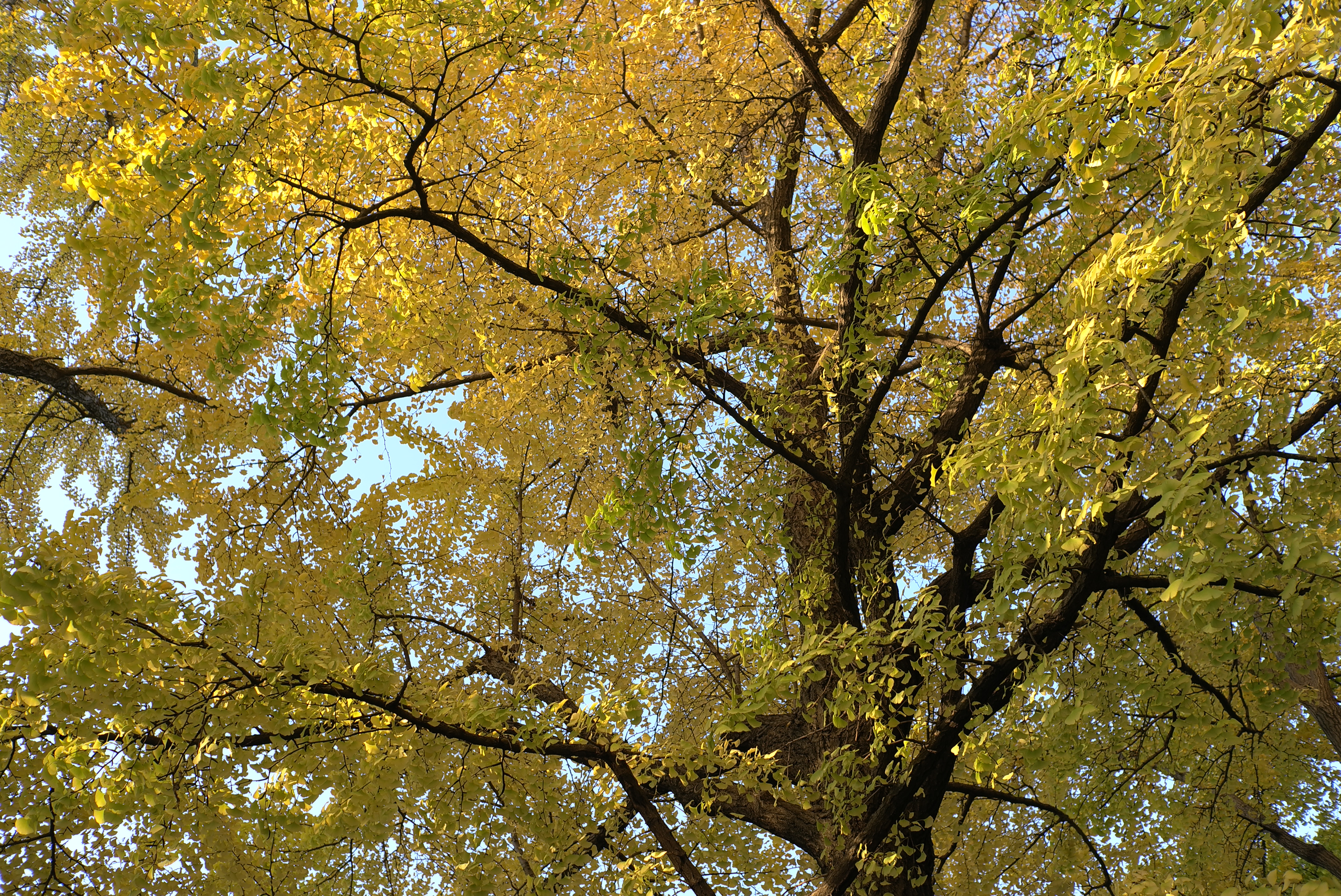 <b>X1 / 約5.4MB / 4,272×2,856 / 1/125秒 / F4 / 0EV / ISO100 / WB:オート / 24mm</b>