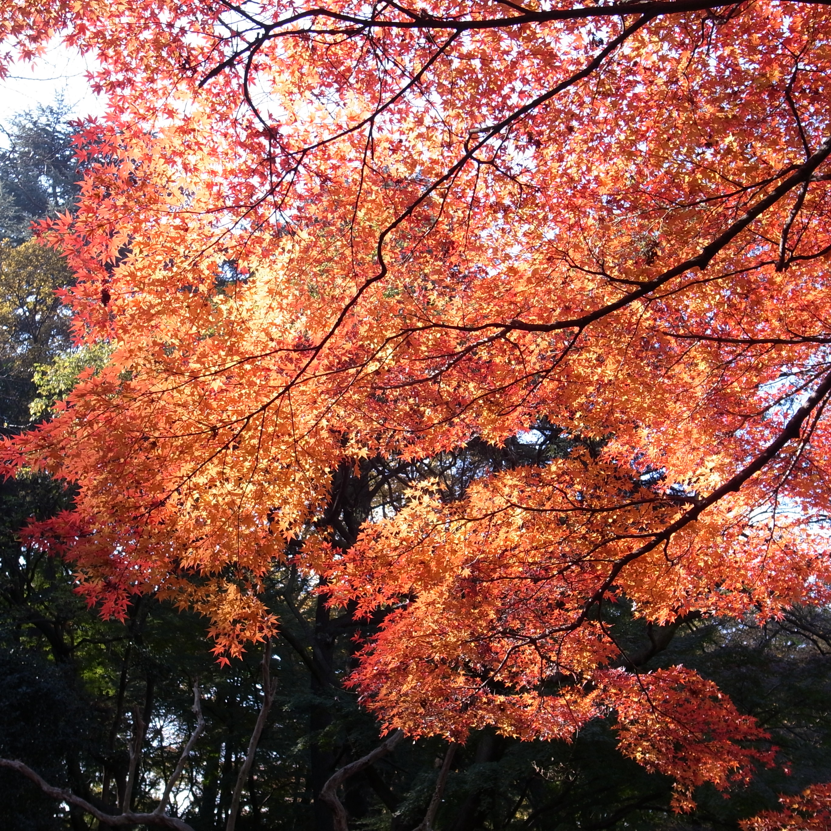 <b>GR DIGITAL III / 2,736×2,736 / 1/270秒 / F2.8 / +0.3EV / ISO64 / 絞り優先AE / WB:オート / 6mm</b>