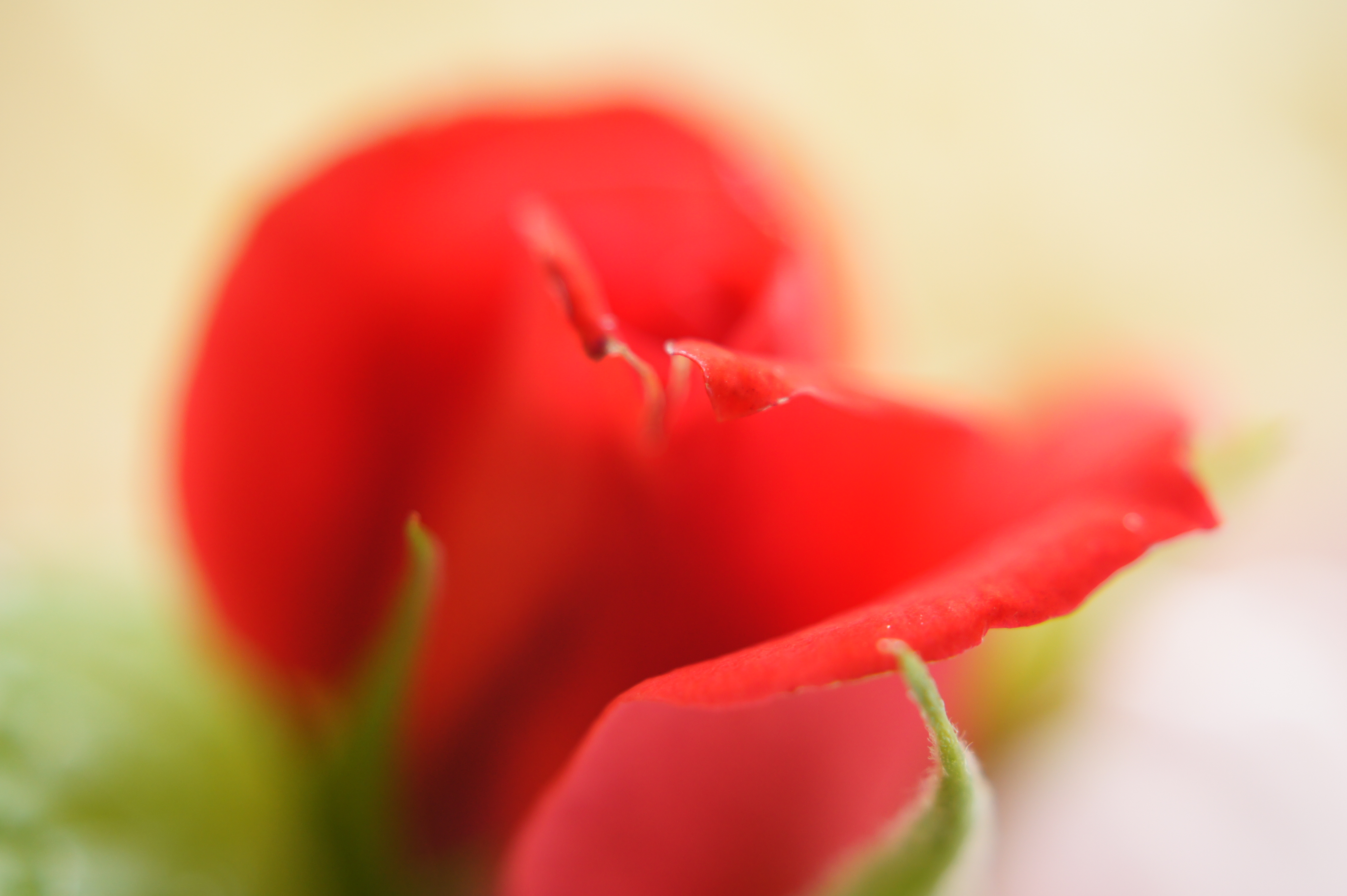 <b>α550 / DT 30mm F2.8 Macro SAM / 約2.7MB / 4,592×3,056 / 1/40秒 / F2.8 / 0EV / ISO400 / WB:太陽光 / 30mm</b>