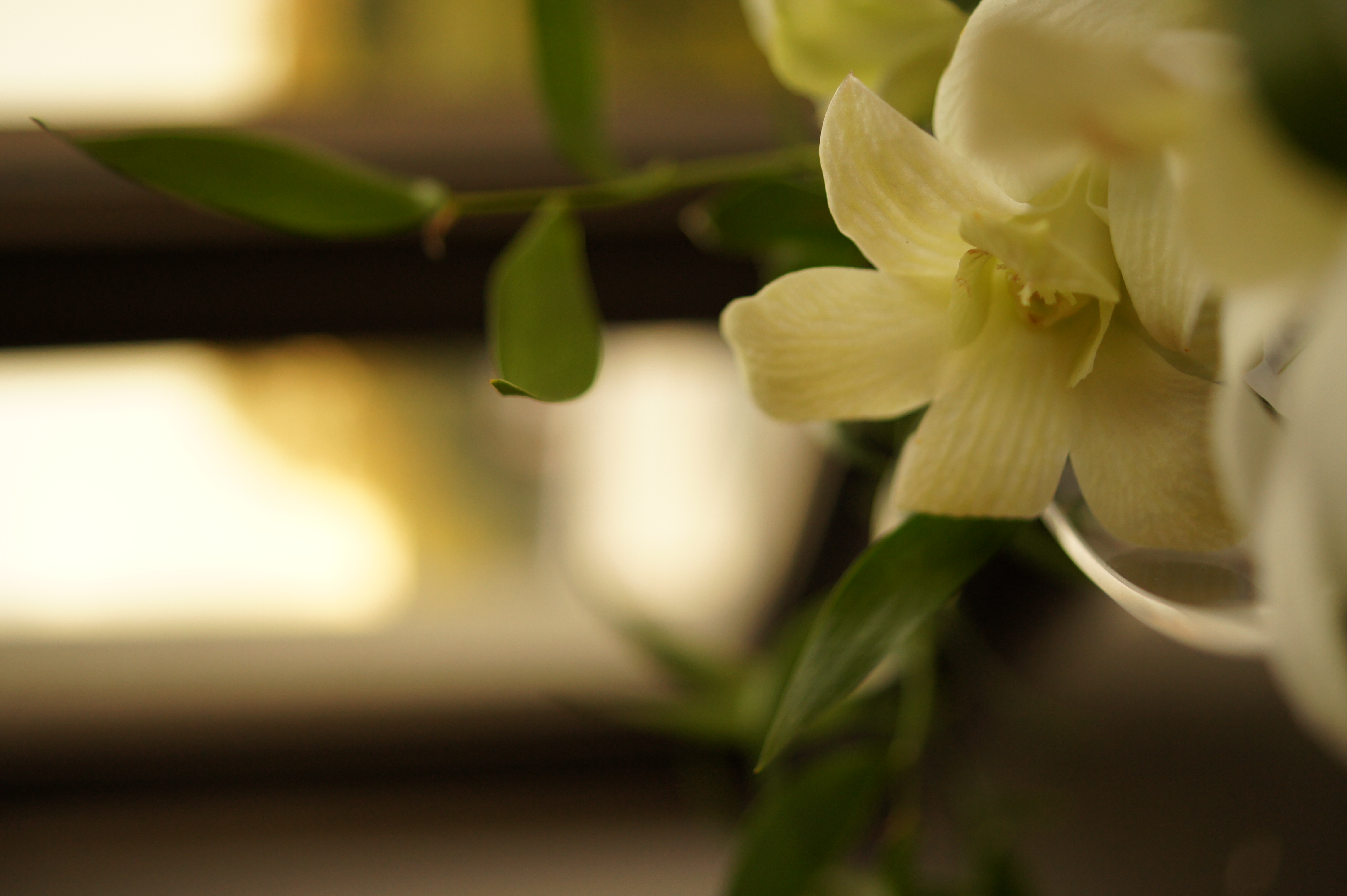 <b>α550 / DT 30mm F2.8 Macro SAM / 約3.2MB / 3,056×4,592 / 1/160秒 / F2.8 / 0EV / ISO400 / WB:日陰 / 30mm</b>