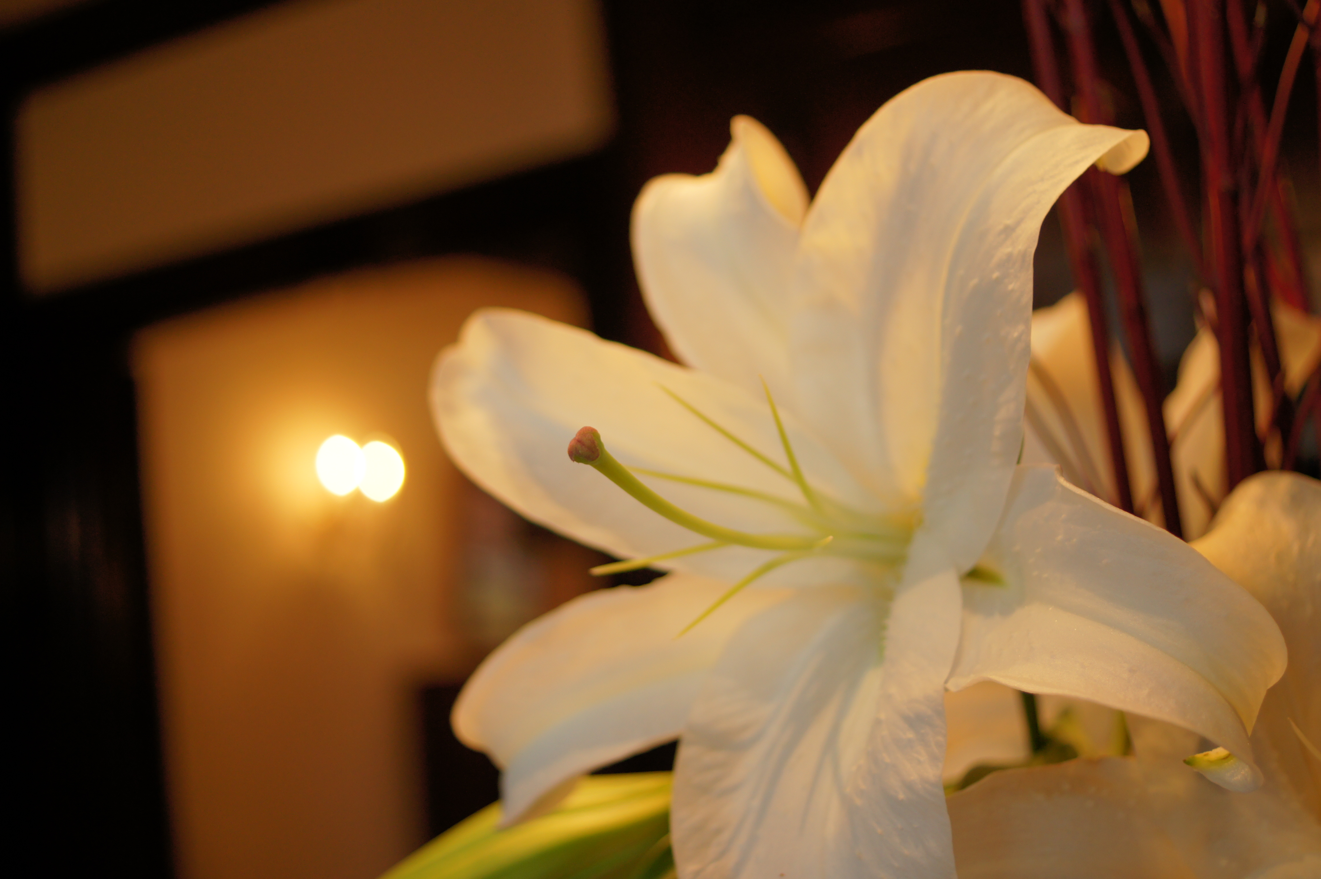 <b>α550 / DT 30mm F2.8 Macro SAM / 約3.2MB / 4,592×3,056 / 1/100秒 / F2.8 / +0.3EV / ISO200 / WB:太陽光 / 30mm</b>