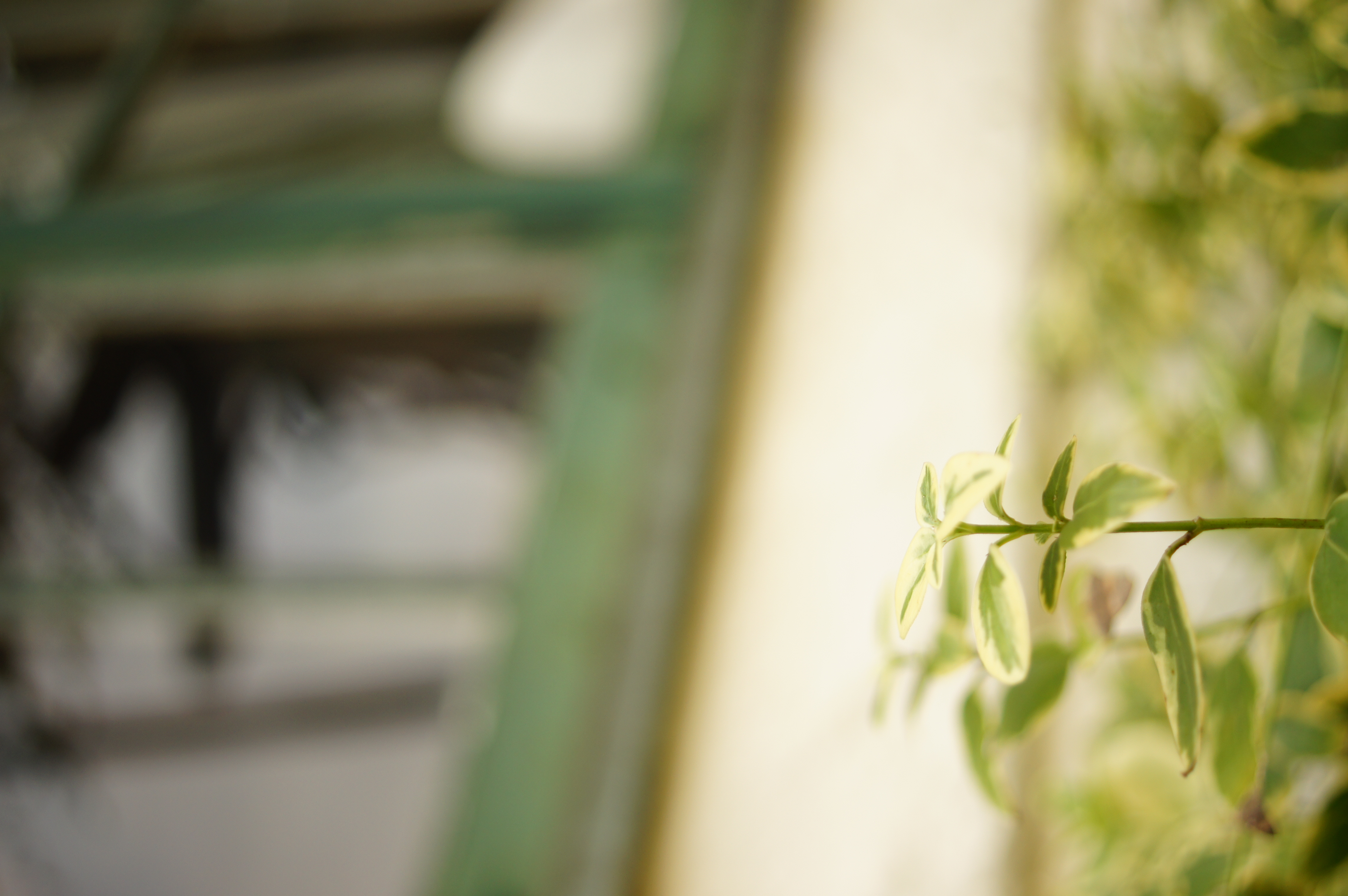 <b>α550 / DT 30mm F2.8 Macro SAM / 約3.1MB / 3,056×4,592 / 1/160秒 / F2.8 / +1.7EV / ISO200 / WB:曇天 / 30mm</b>