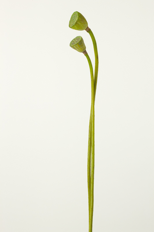 <b>（c）鞆岡隆史</b>