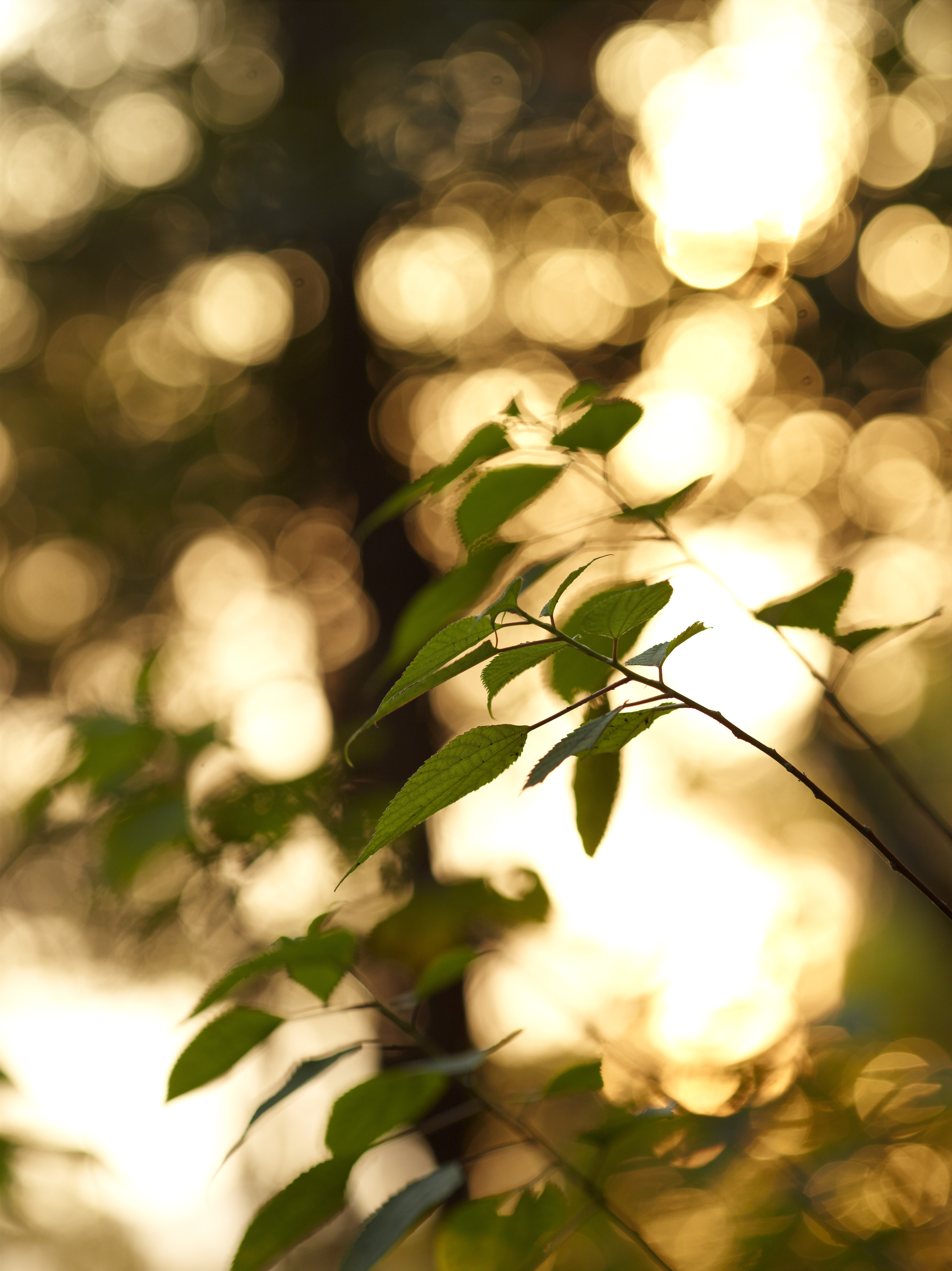 <b>AF 150mm F2.8 IF D / 約21.8MB / 5,484×7,320 / 1/80秒 / F3.2 / +2.0EV / ISO200 / 150mm</b>