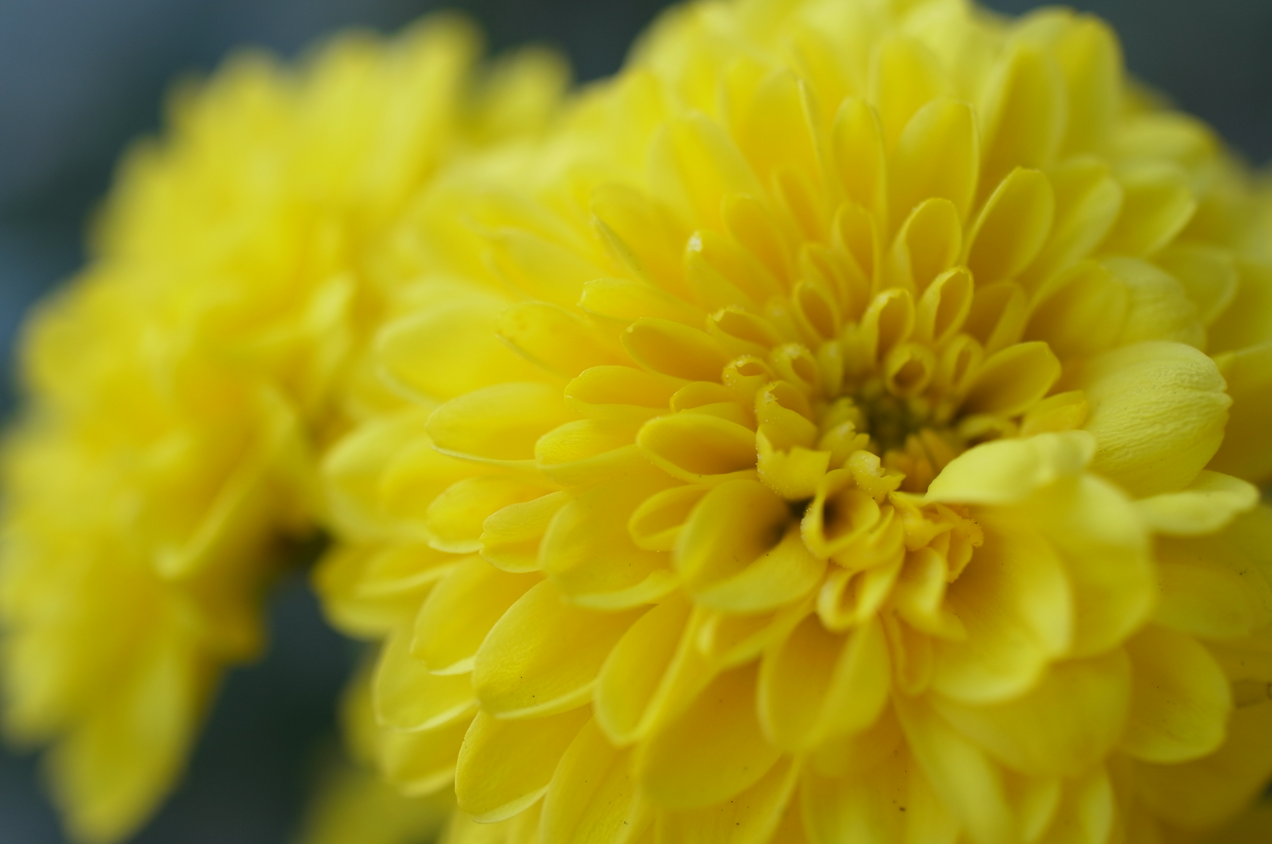 <b>シャープ感の高さではなくて、掛け値なしに解像力の高いシャープさ。レンズと撮像素子、画像処理エンジンとのマッチングのよさも影響しているのかもしれない<br>4,288×2,848 / 1/153秒 / F3.5 / +0.3EV / ISO200 / WB:オート / 33mm（50mm相当）</b>