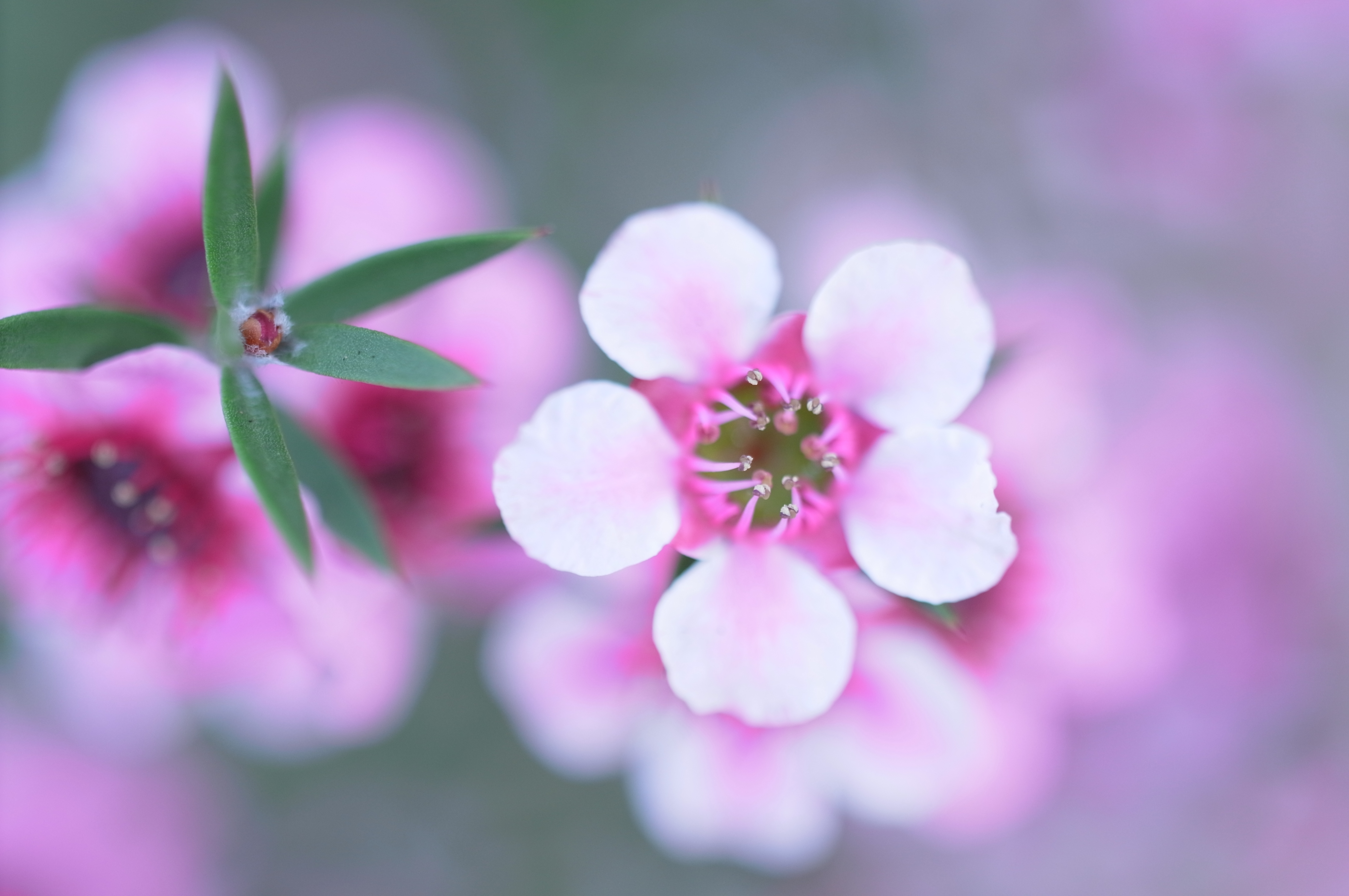 <b>絞り開放、至近距離での撮影。三脚を使って真上から見下ろすかっこうにして、エレベーターの高さ調節でピントを合わせた<br>4,288×2,848 / 1/36秒 / F2.5 / +1.0EV / ISO200 / WB:太陽光 / 33mm（50mm相当）</b>