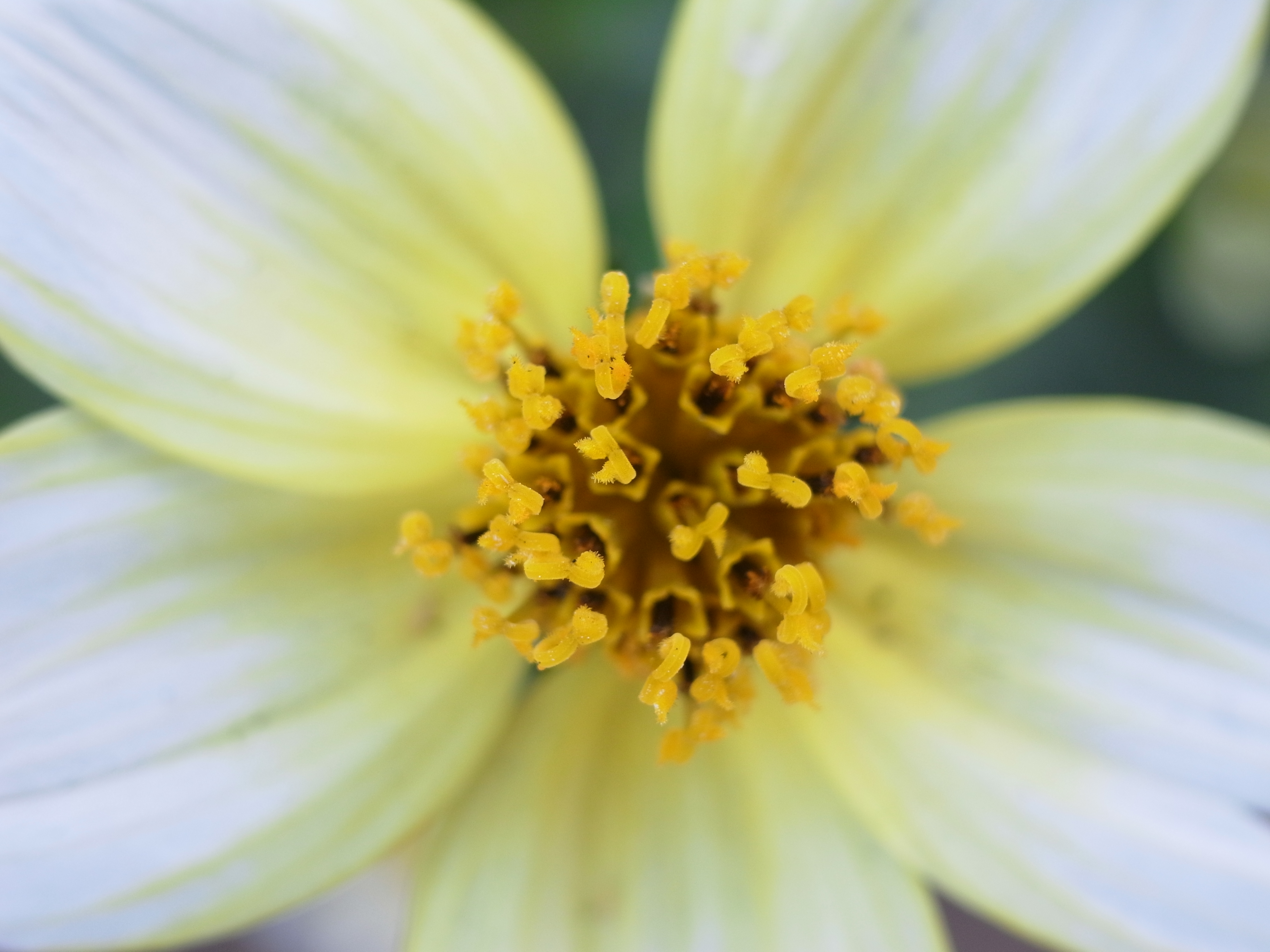 <b>望遠端でめいっぱい寄っての撮影。広角端だけでなく、望遠端でもマクロが使えるのはうれしい<br>3,648×2,736 / 1/23秒 / F4.4 / +1.3EV / ISO100 / WB:オート / 15.3mm（72mm相当）</b>