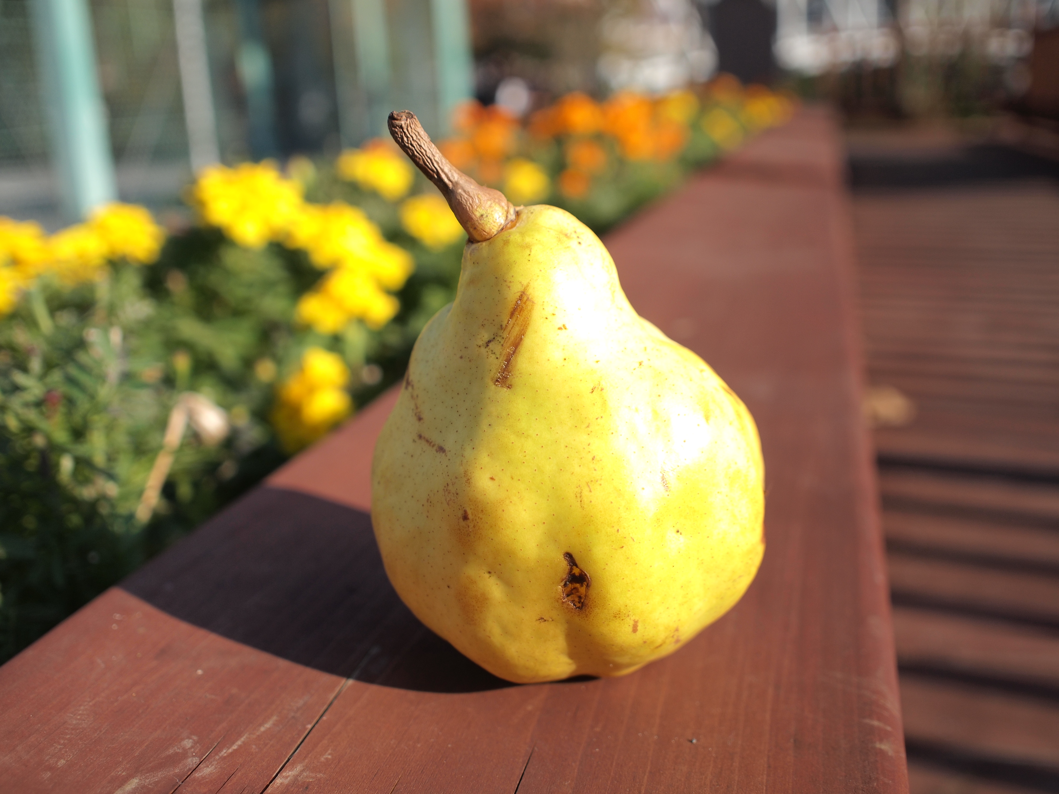 <b>F2.8<br>E-P2 / M.ZUIKO DIGITAL 17mm F2.8 / 約4.8MB / 4,032×3,024 / 1/1,250秒 / +0.3EV / ISO100 / WB:オート / 17mm</b>