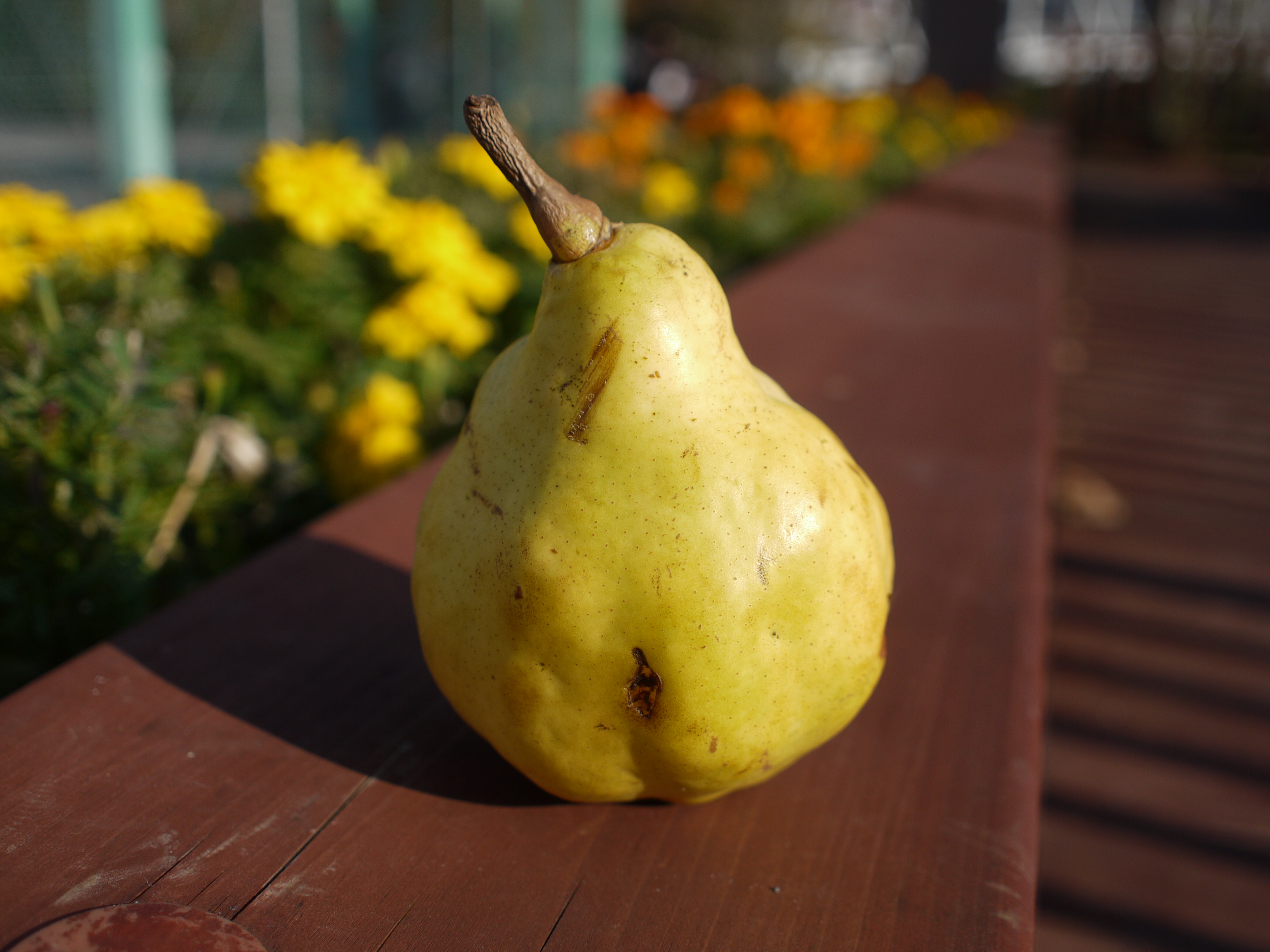 <b>F2.8<br>DMC-GF1 / M.ZUIKO DIGITAL 17mm F2.8 / 約4.0MB / 4,000×3,000 / 1/2,500秒 / +0.3EV / ISO100 / WB:オート / 17mm</b>