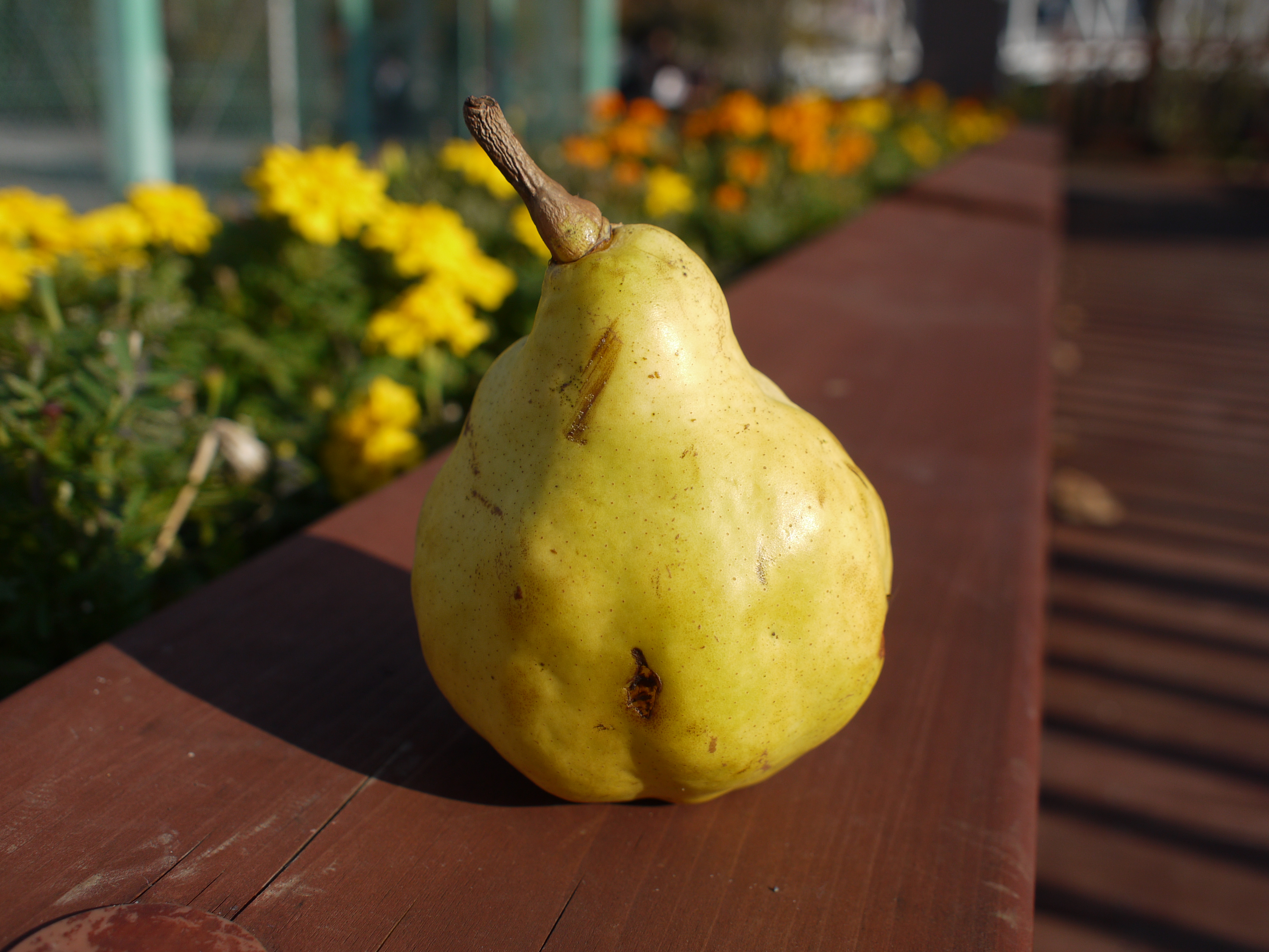 <b>F4<br>DMC-GF1 / M.ZUIKO DIGITAL 17mm F2.8 / 約4.2MB / 4,000×3,000 / 1/1,300秒 / +0.3EV / ISO100 / WB:オート / 17mm</b>