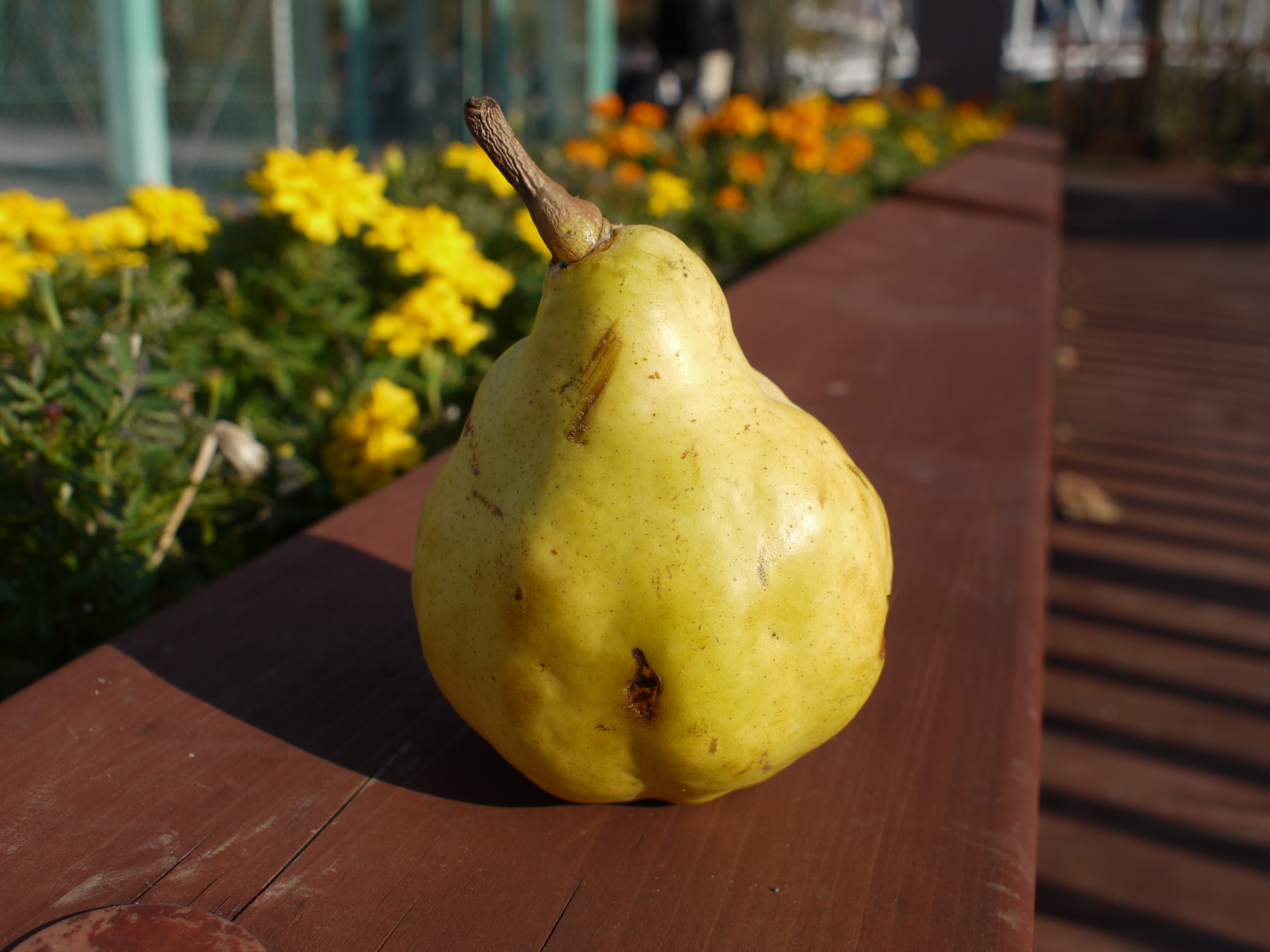 <b>F5.6<br>DMC-GF1 / M.ZUIKO DIGITAL 17mm F2.8 / 約4.3MB / 4,000×3,000 / 1/640秒 / +0.3EV / ISO100 / WB:オート / 17mm</b>