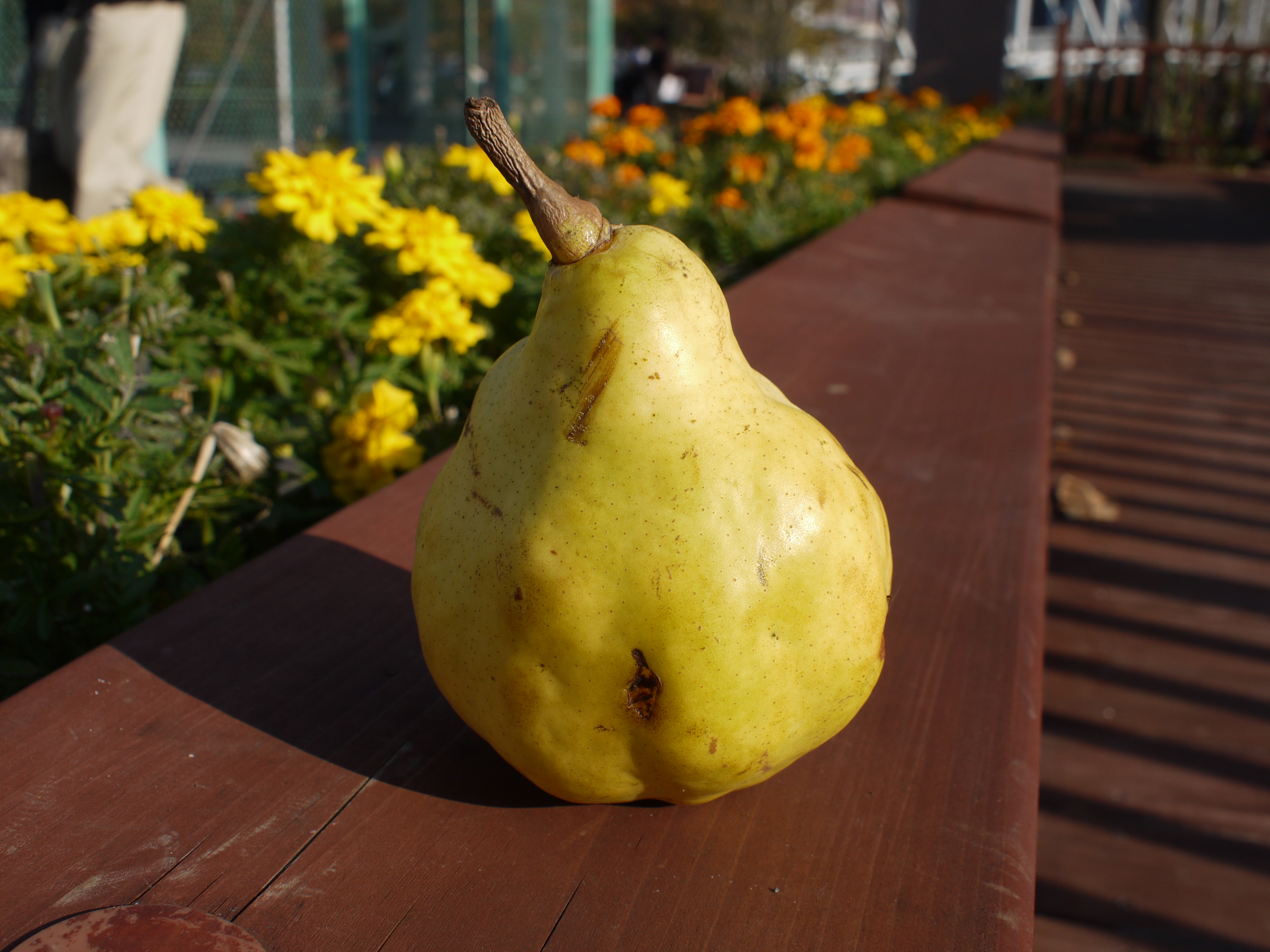 <b>F8<br>DMC-GF1 / M.ZUIKO DIGITAL 17mm F2.8 / 約4.4MB / 4,000×3,000 / 1/320秒 / +0.3EV / ISO100 / WB:オート / 17mm</b>