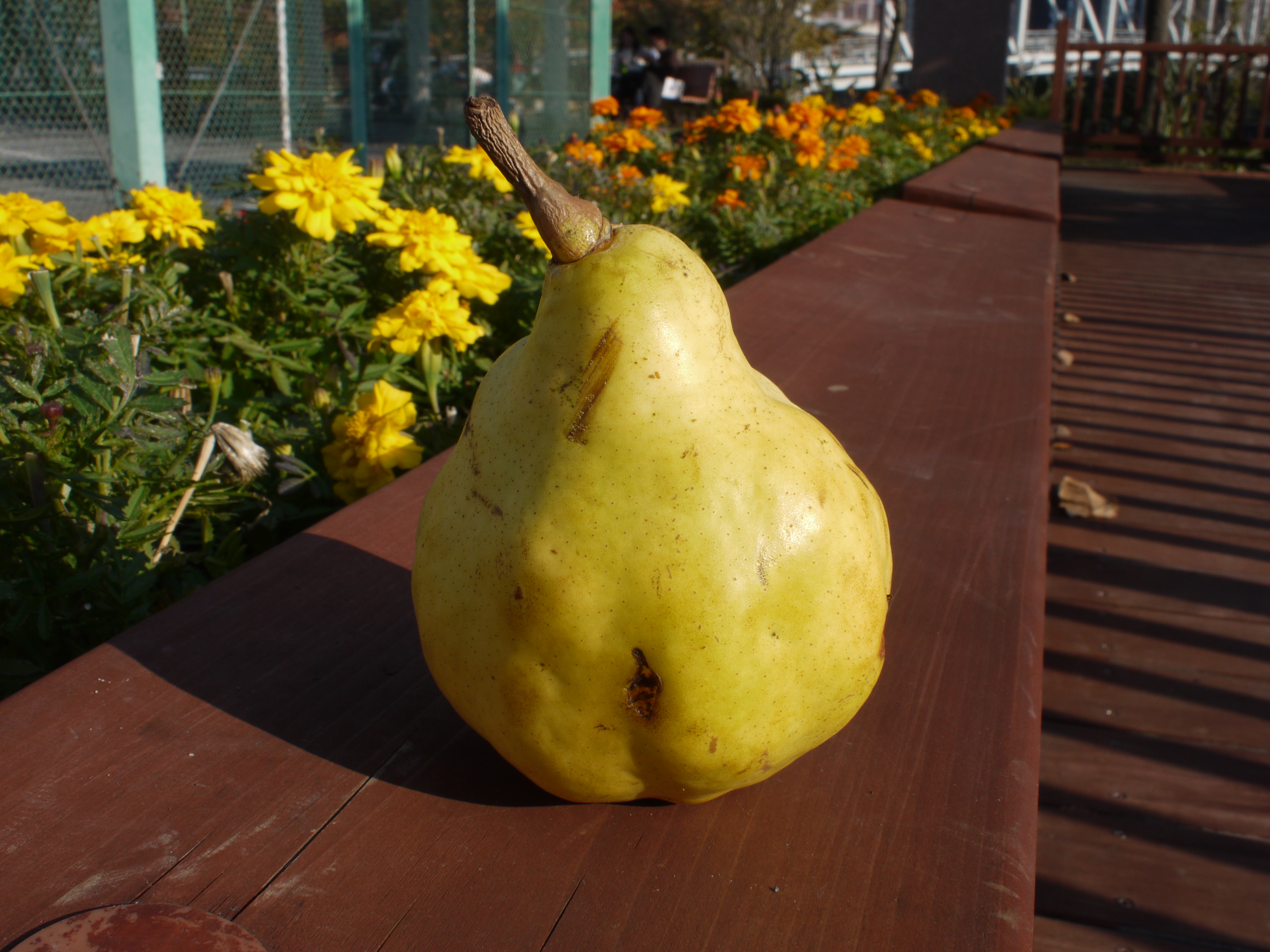 <b>F16<br>DMC-GF1 / M.ZUIKO DIGITAL 17mm F2.8 / 約4.6MB / 4,000×3,000 / 1/80秒 / +0.3EV / ISO100 / WB:オート / 17mm</b>