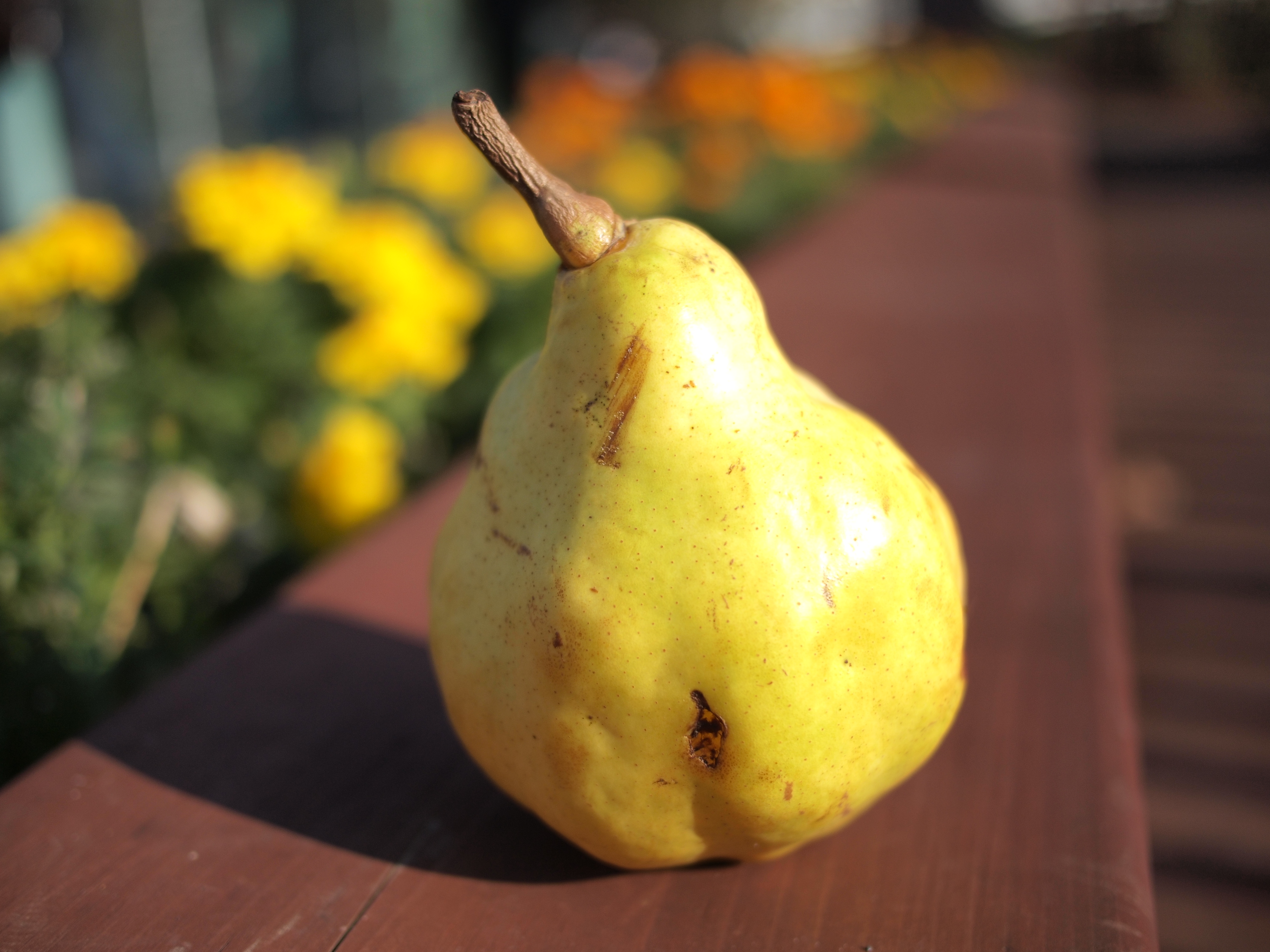 <b>F1.7<br>E-P2 / LUMIX G 20mm F1.7 ASPH. / 約4.3MB / 4,032×3,024 / 1/4,000秒 / 0EV / ISO100 / WB:オート / 20mm</b>