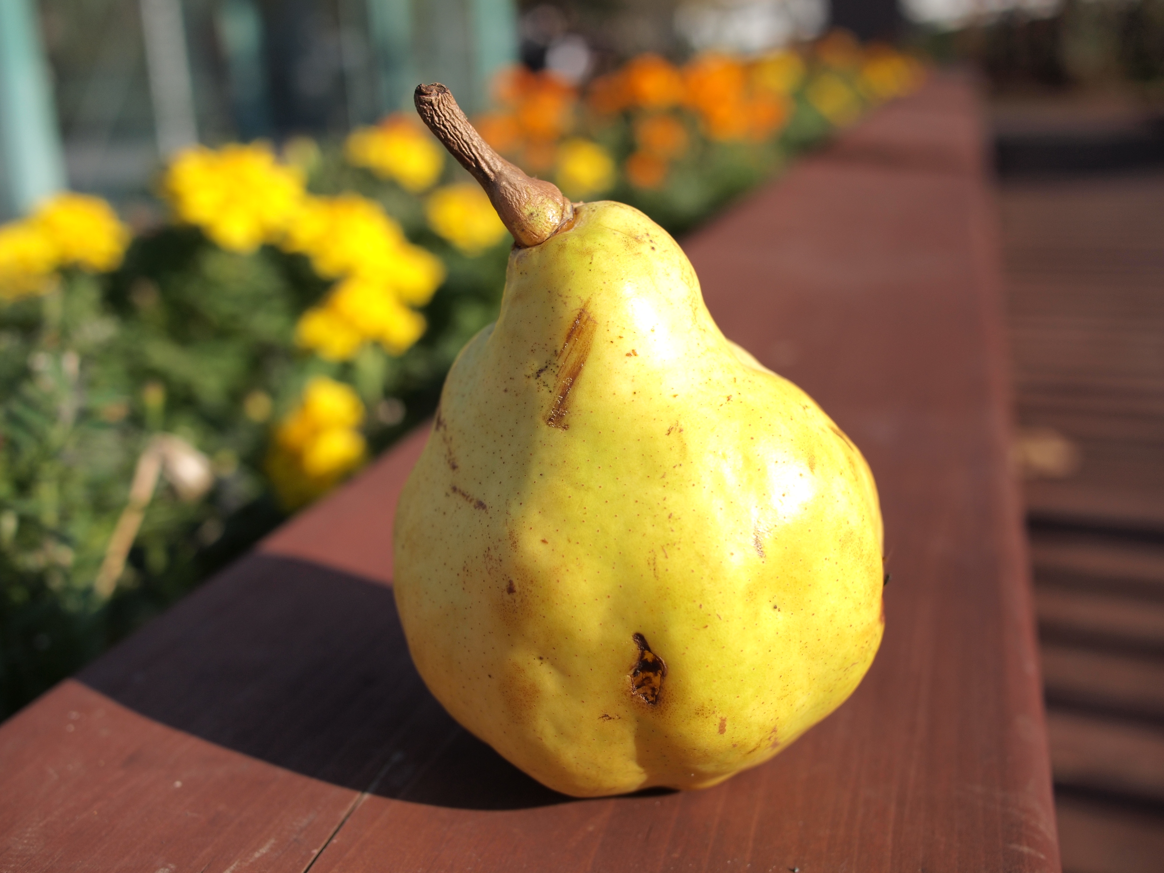 <b>F2.8<br>E-P2 / LUMIX G 20mm F1.7 ASPH. / 約4.8MB / 4,032×3,024 / 1/1,250秒 / 0EV / ISO100 / WB:オート / 20mm</b>