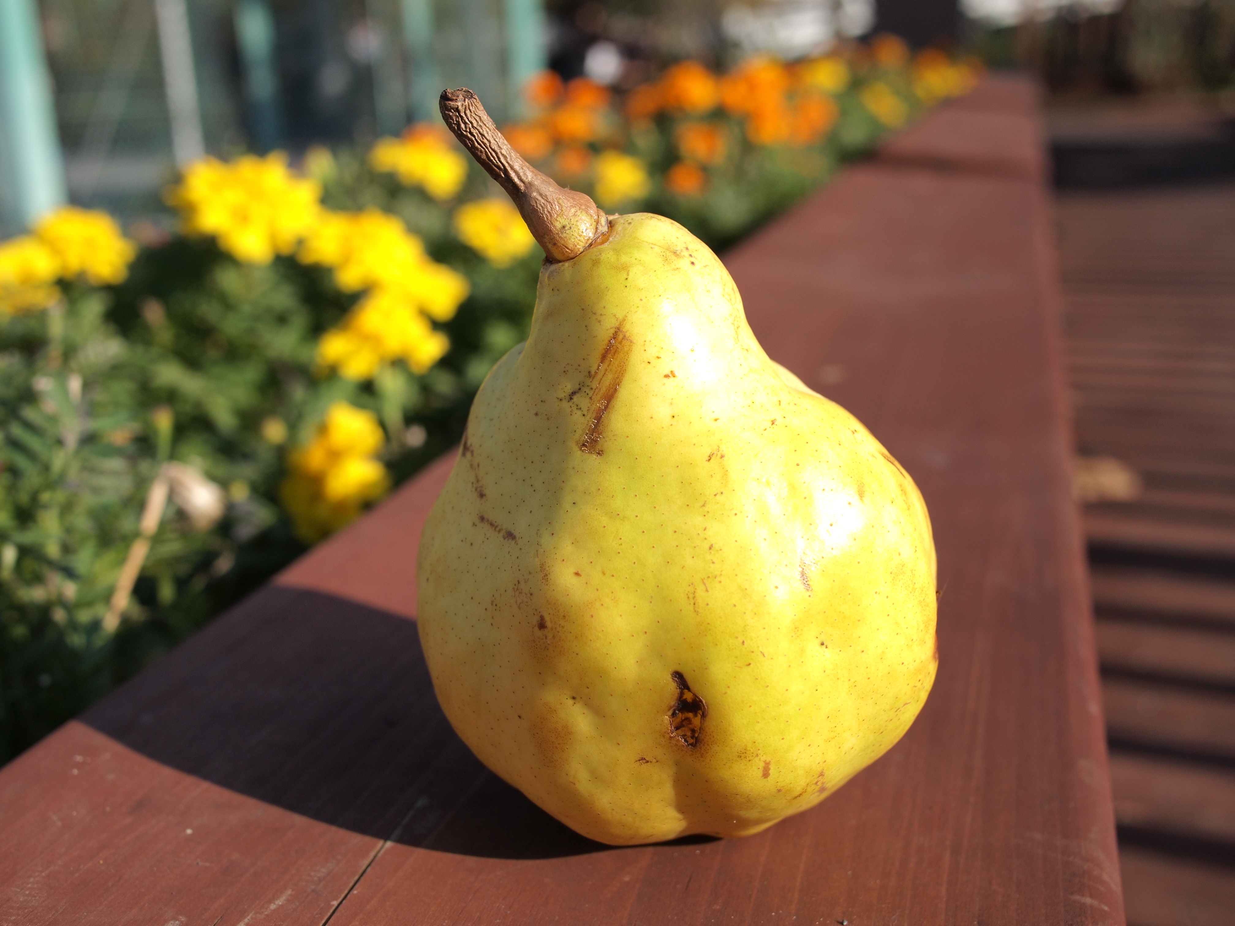 <b>F4<br>E-P2 / LUMIX G 20mm F1.7 ASPH. / 約4.9MB / 4,032×3,024 / 1/640秒 / 0EV / ISO100 / WB:オート / 20mm</b>