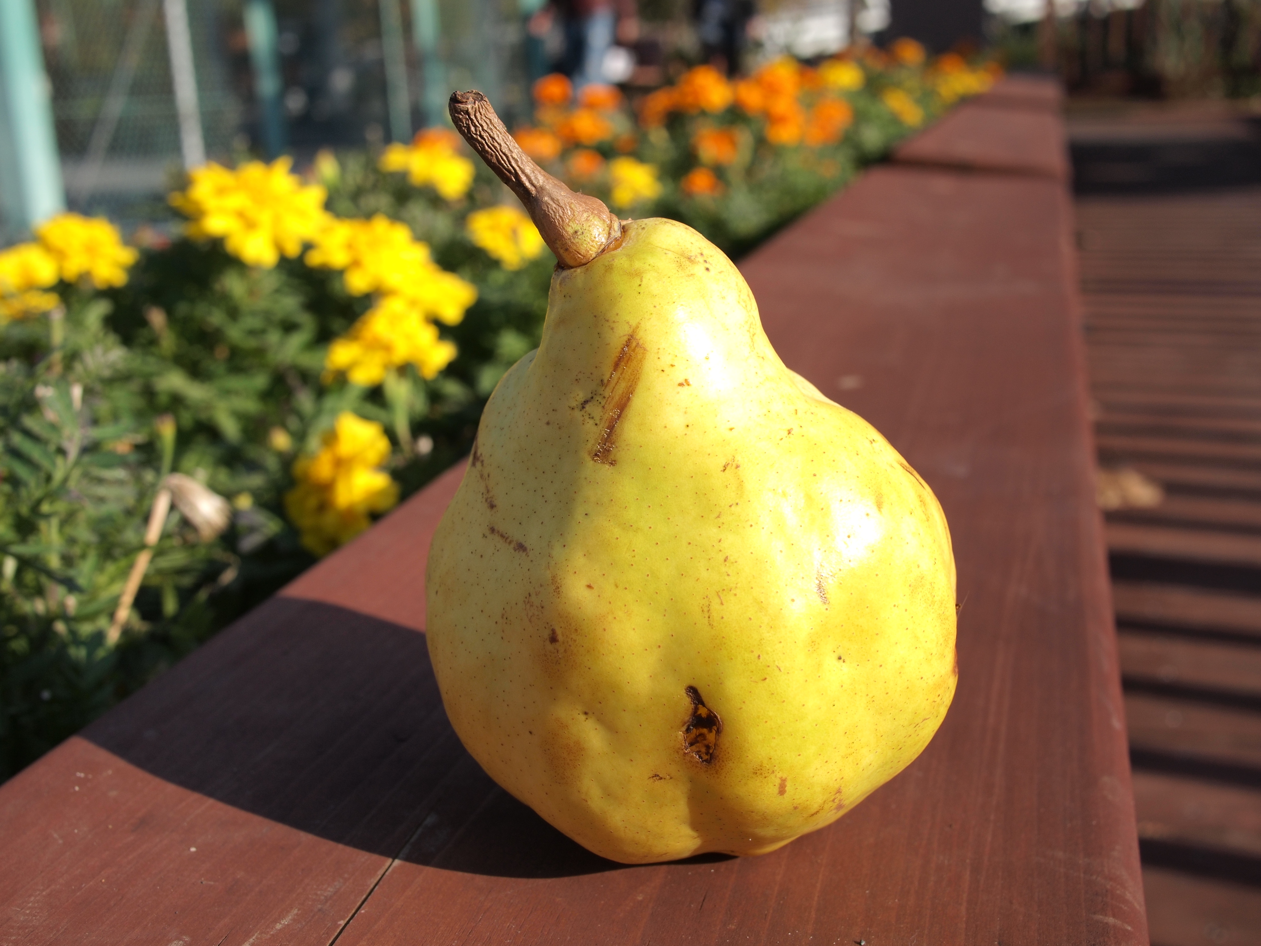 <b>F5.6<br>E-P2 / LUMIX G 20mm F1.7 ASPH. / 約5.0MB / 4,032×3,024 / 1/320秒 / 0EV / ISO100 / WB:オート / 20mm</b>