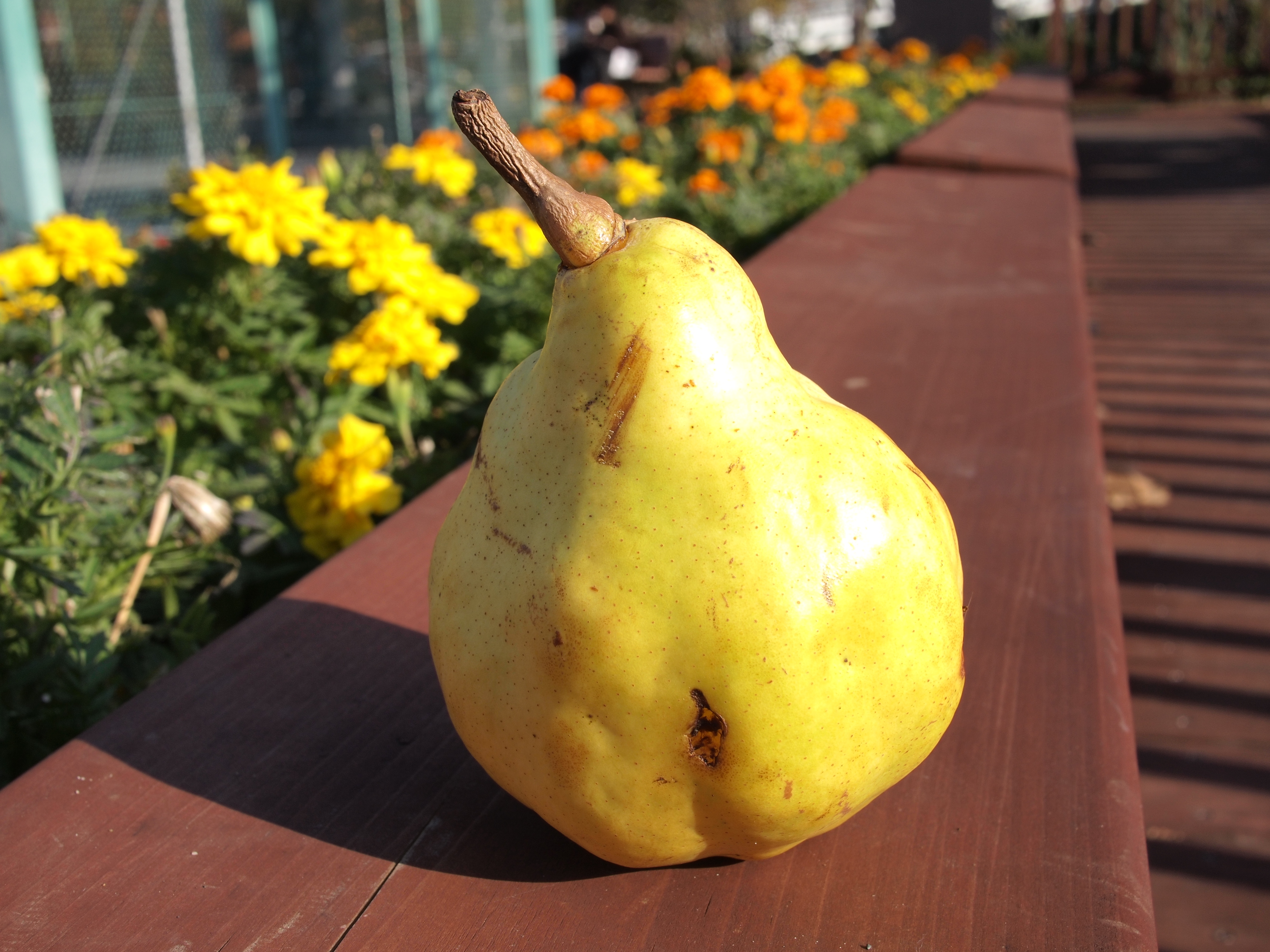 <b>F8<br>E-P2 / LUMIX G 20mm F1.7 ASPH. / 約4.9MB / 4,032×3,024 / 1/160秒 / +0.3EV / ISO100 / WB:オート / 20mm</b>