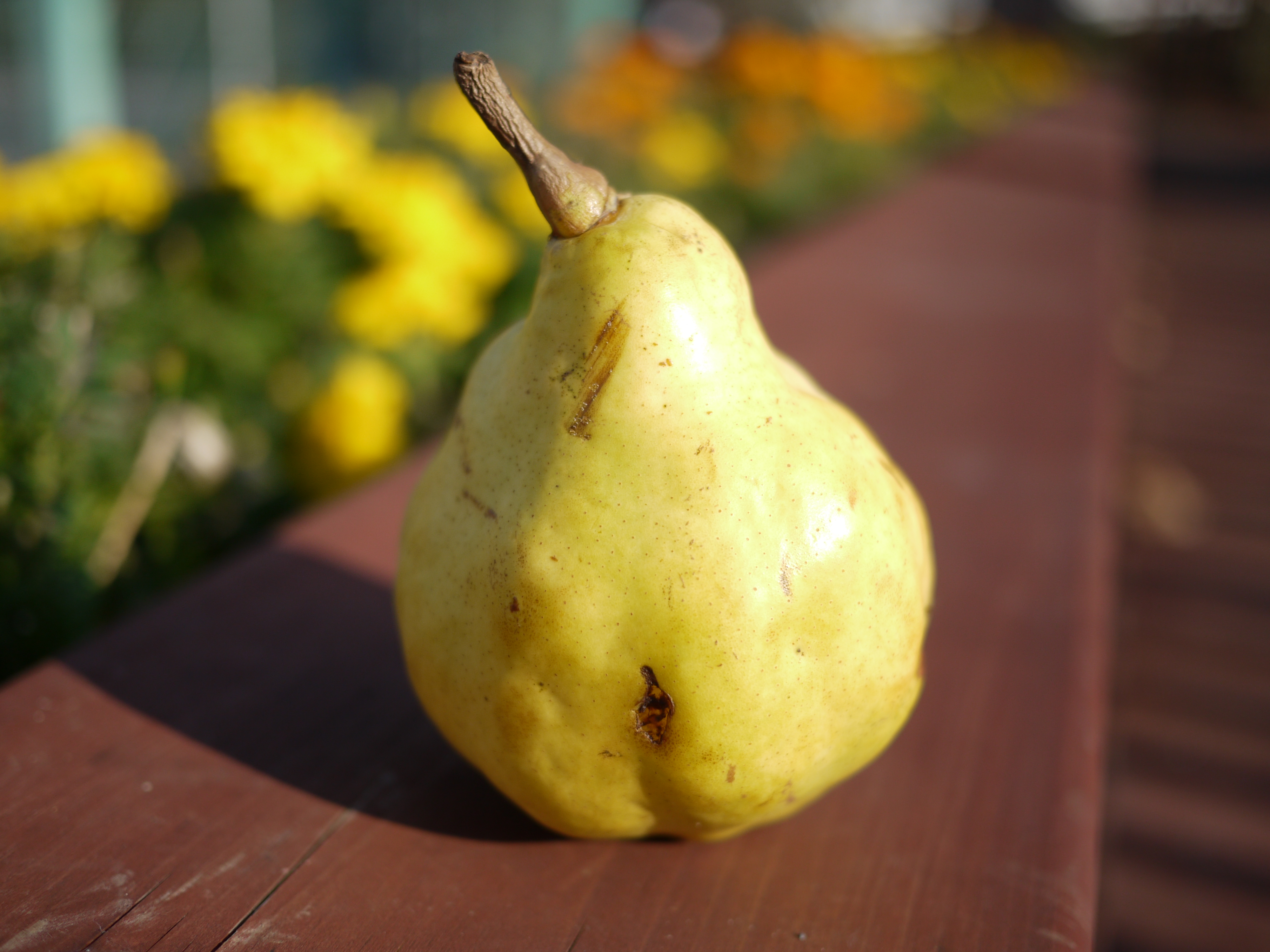 <b>F1.7<br>DMC-GF1 / LUMIX G 20mm F1.7 ASPH. / 約3.6MB / 4,000×3,000 / 1/4,000秒 / F1.7 / 0EV / ISO100 / WB:オート / 20mm</b>