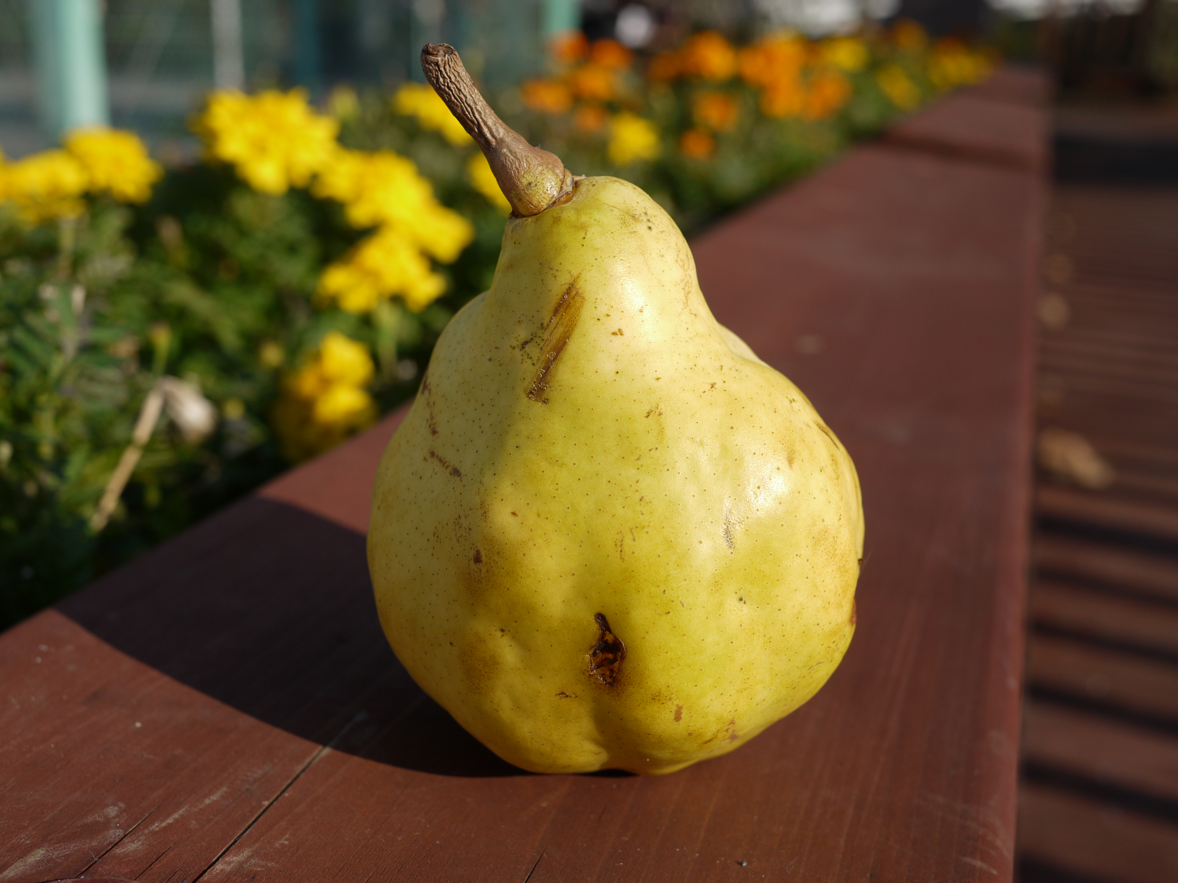 <b>F4<br>DMC-GF1 / LUMIX G 20mm F1.7 ASPH. / 約4.0MB / 4,000×3,000 / 1/1,000秒 / +0.3EV / ISO100 / WB:オート / 20mm</b>