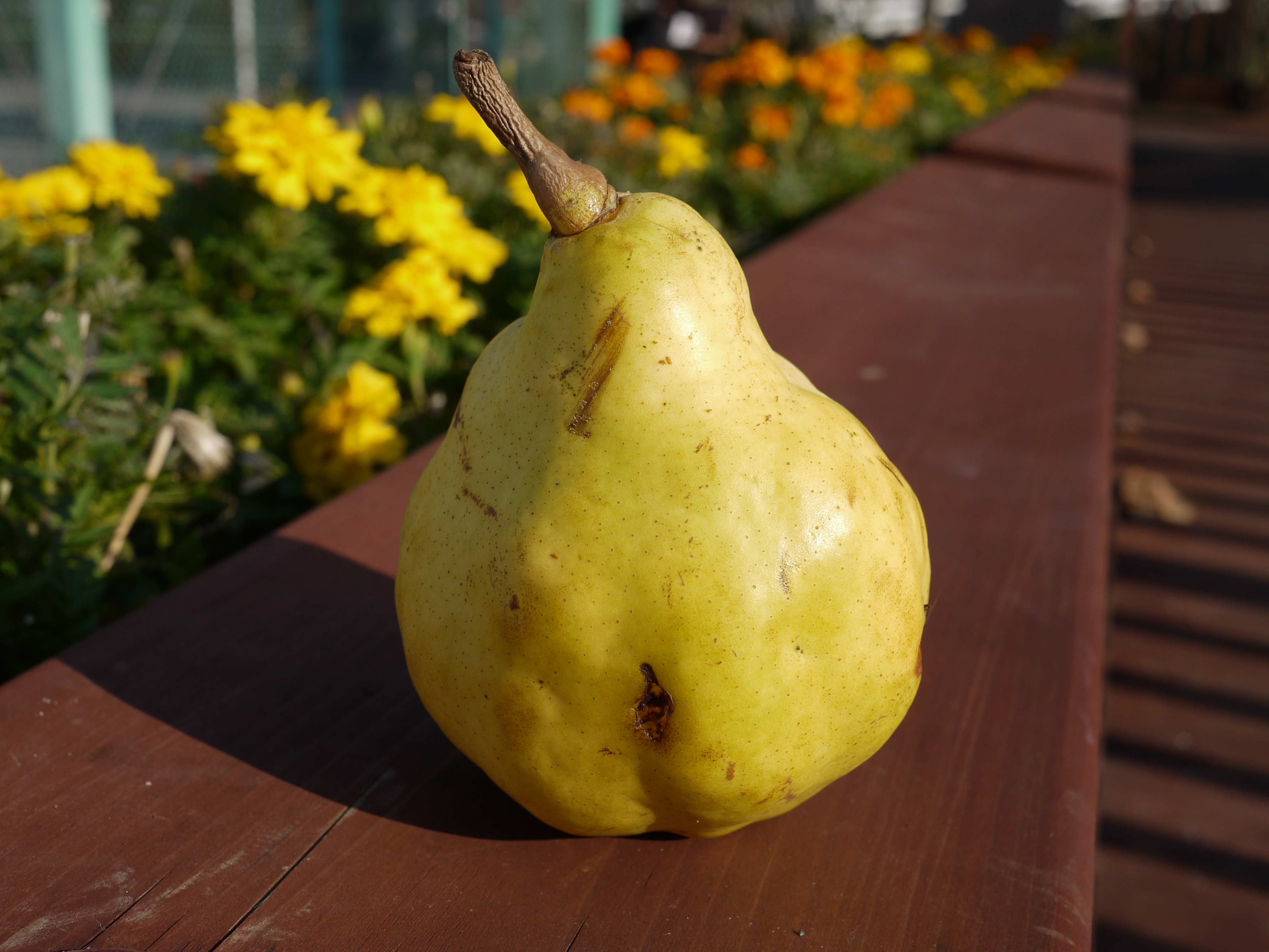 <b>F5.6<br>DMC-GF1 / LUMIX G 20mm F1.7 ASPH. / 約4.1MB / 4,000×3,000 / 1/500秒 / +0.3EV / ISO100 / WB:オート / 20mm</b>