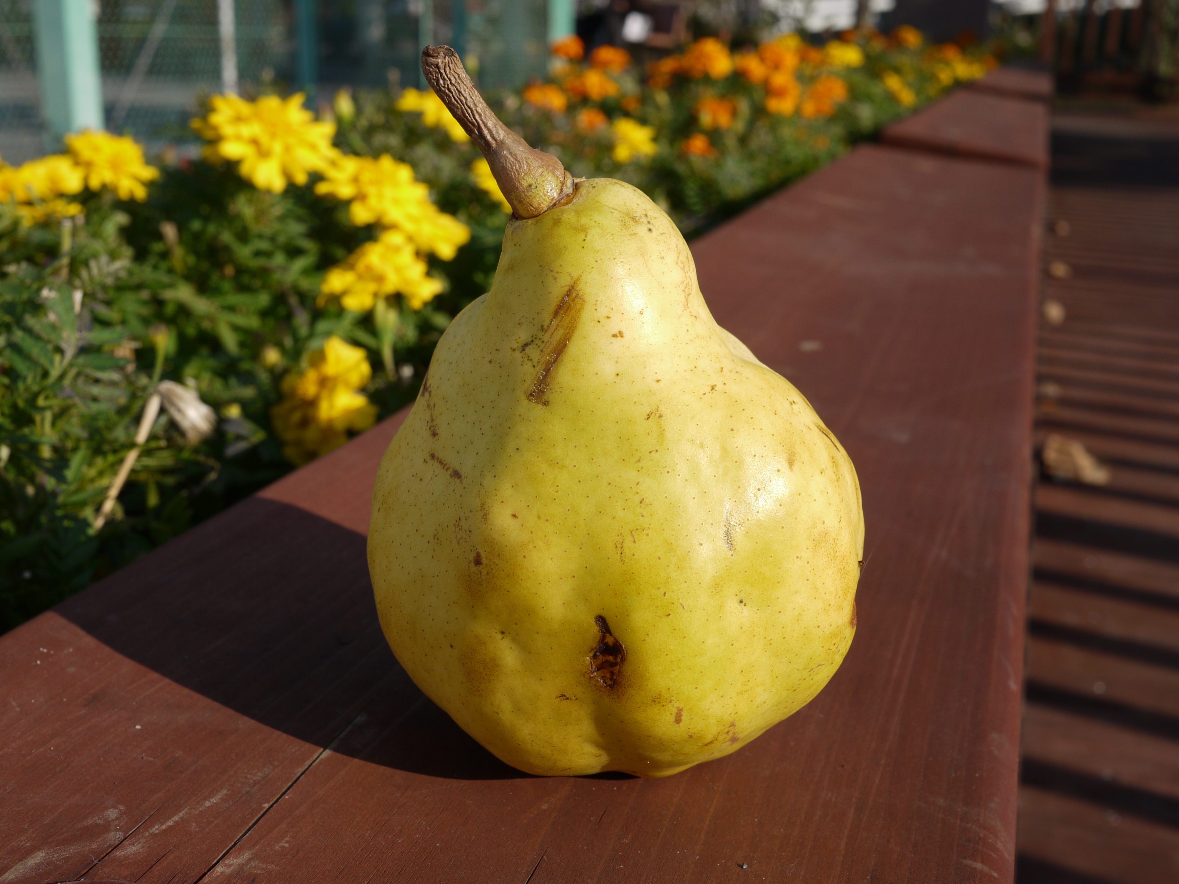 <b>F8<br>DMC-GF1 / LUMIX G 20mm F1.7 ASPH. / 約4.3MB / 4,000×3,000 / 1/250秒 / +0.3EV / ISO100 / WB:オート / 20mm</b>