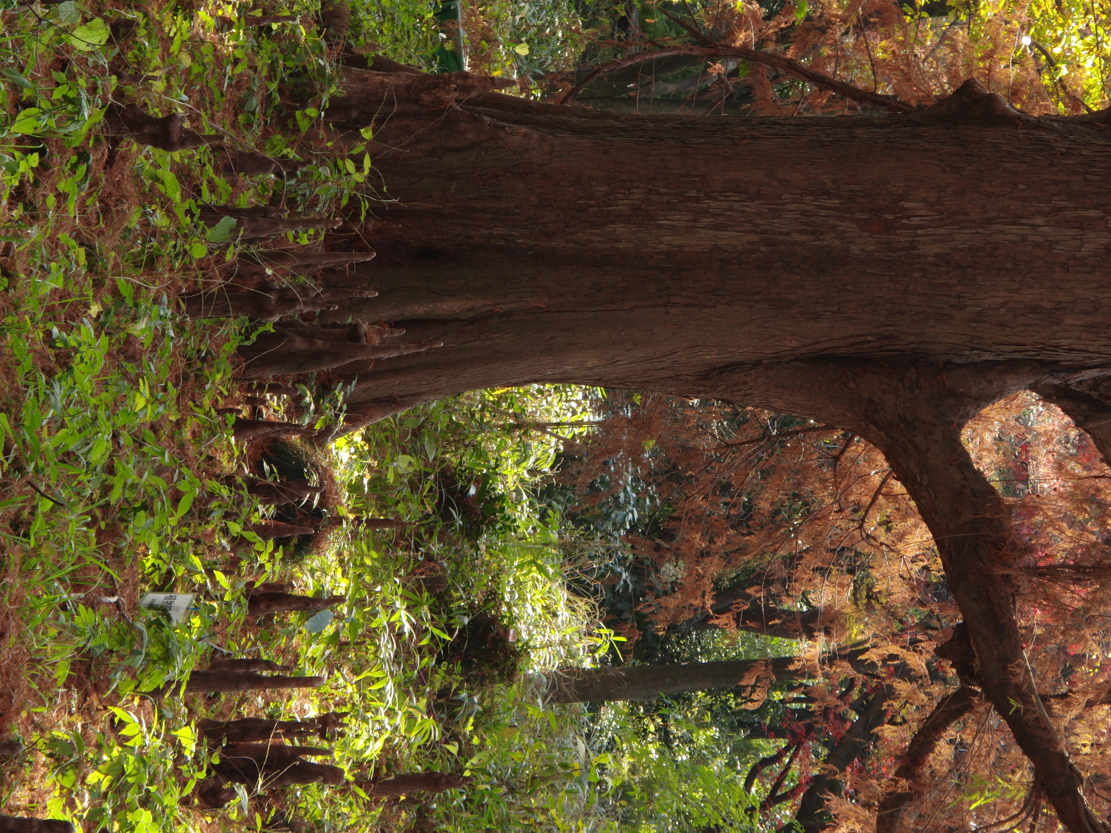 <b>ISO100<br>3,648×2,736 / 1/30秒 / F4.2 / -1EV / / WB:太陽光 / 26.9mm（152mm相当）</b>