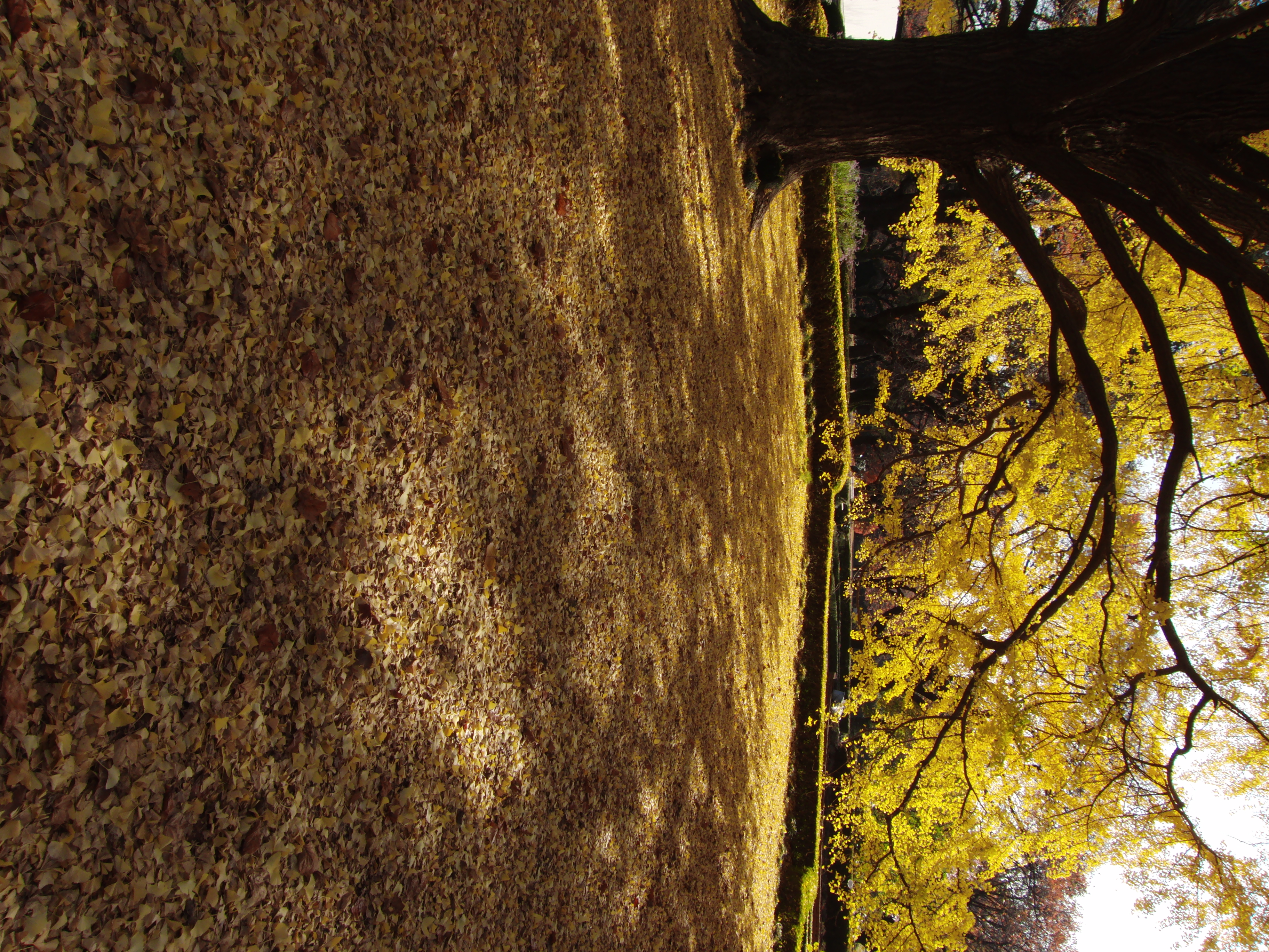 <b>地面をおおいつくす銀杏の葉。オートホワイトバランスだと黄色みが抜けてしまうので太陽光モードで撮った<br>3,648×2,736 / 1/400秒 / F4.4 / -1EV / ISO100 / WB:太陽光 / 4.6mm（26mm相当）</b>