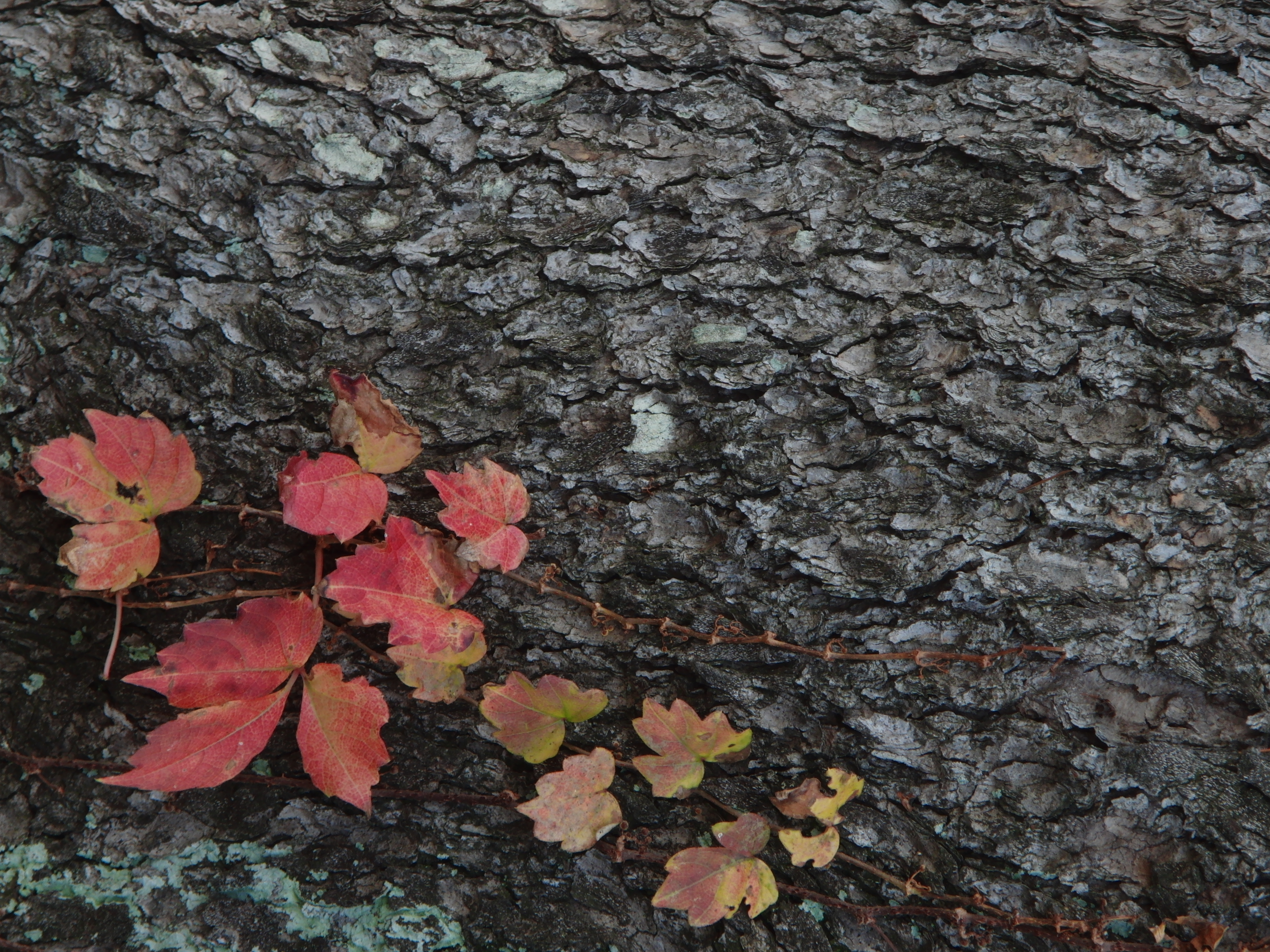 <b>木の幹にからみつくツタも赤く色づいている。画面周辺部は少しアマさが見えるが全体的にはシャープで良好な画質だ<br>3,648×2,736 / 1/80秒 / F4.3 / -1EV / ISO100 / WB:太陽光 / 35.1mm（198mm相当）</b>