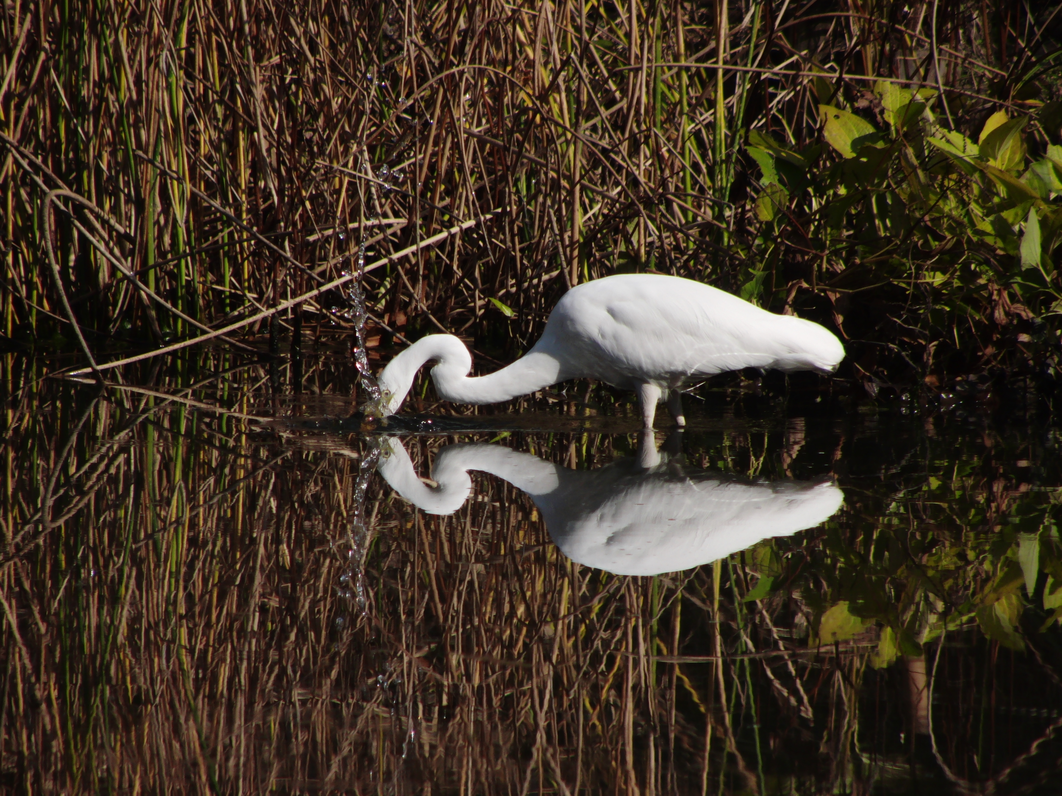 <b>サギがエサを探しているところを連写で撮ったうちの1コマ。この水しぶきは頭が水面から出てくるときのもの<br>3,456×2,592 / 1/1000秒 / F4.5 / -1.7EV / ISO100 / WB:太陽光 / 92mm（520mm相当）</b>
