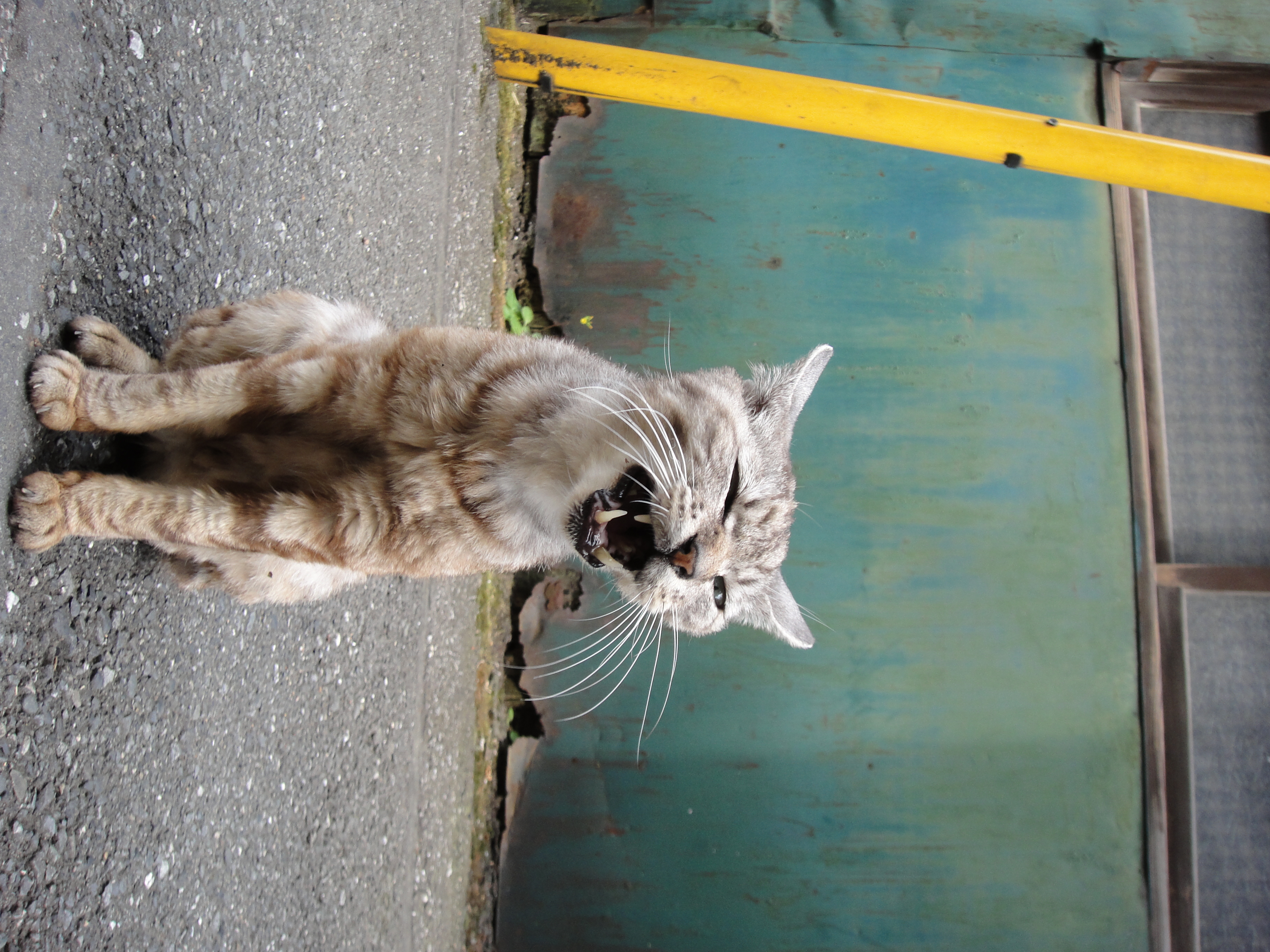 <b>DSC-TX1 / 約4.2MB / 2,736×3,648 / 1/125秒 / F3.5 / 0EV / ISO125 / WB:オート / 6.2mm</b>