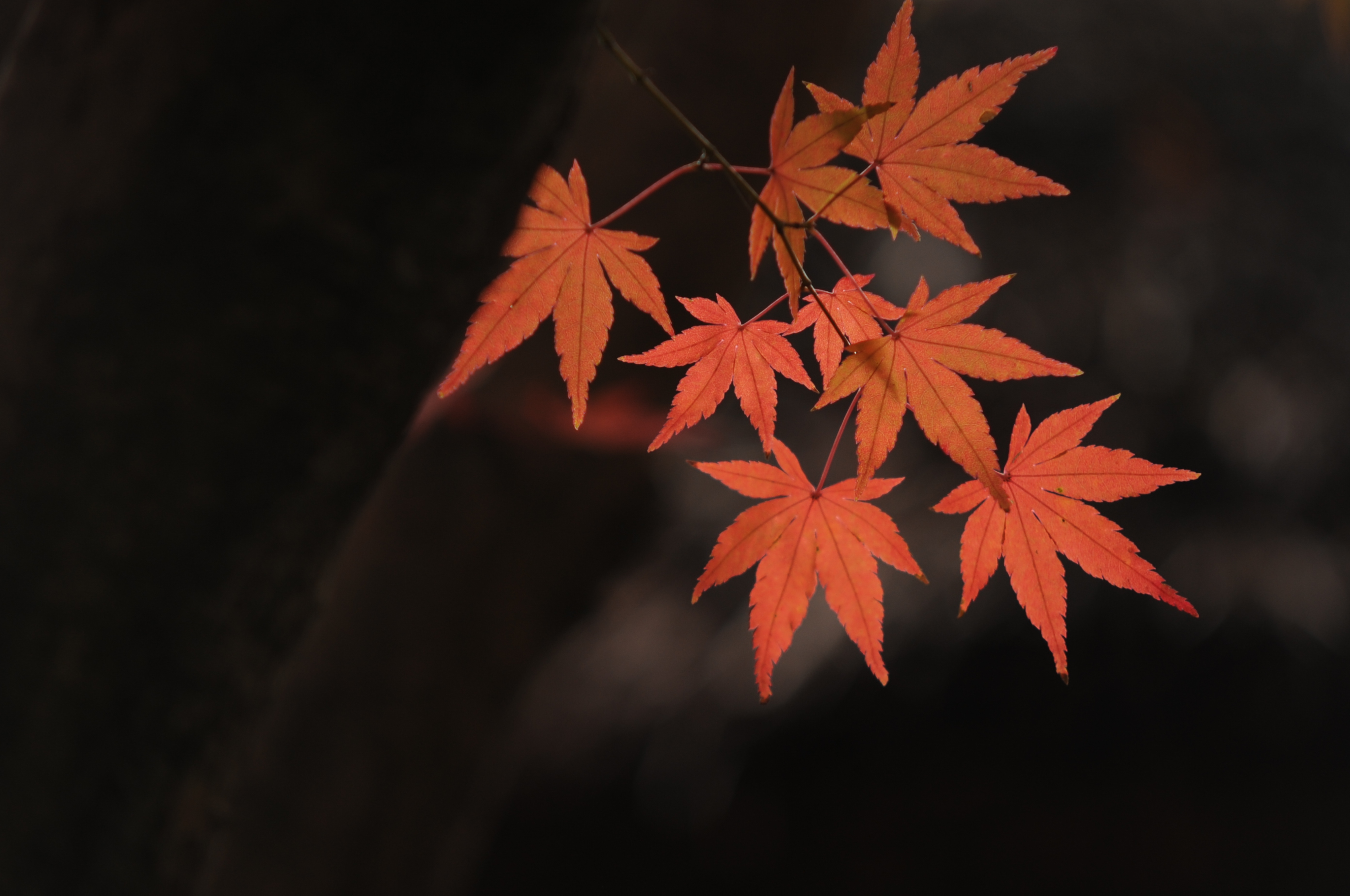 <b>70-200mm F2.8クラスだと重くて手持ちは大変だが、DXフォーマットに50-150mmの組み合わせは軽快だし、ブレも抑えやすい<br>D700 / APO 50-150mm F2.8 II EX DC HSM / 2,784×1,848 / 1/400秒 / F4 / -0.7EV / ISO200 / WB:太陽光 / 150mm（225mm相当）</b>