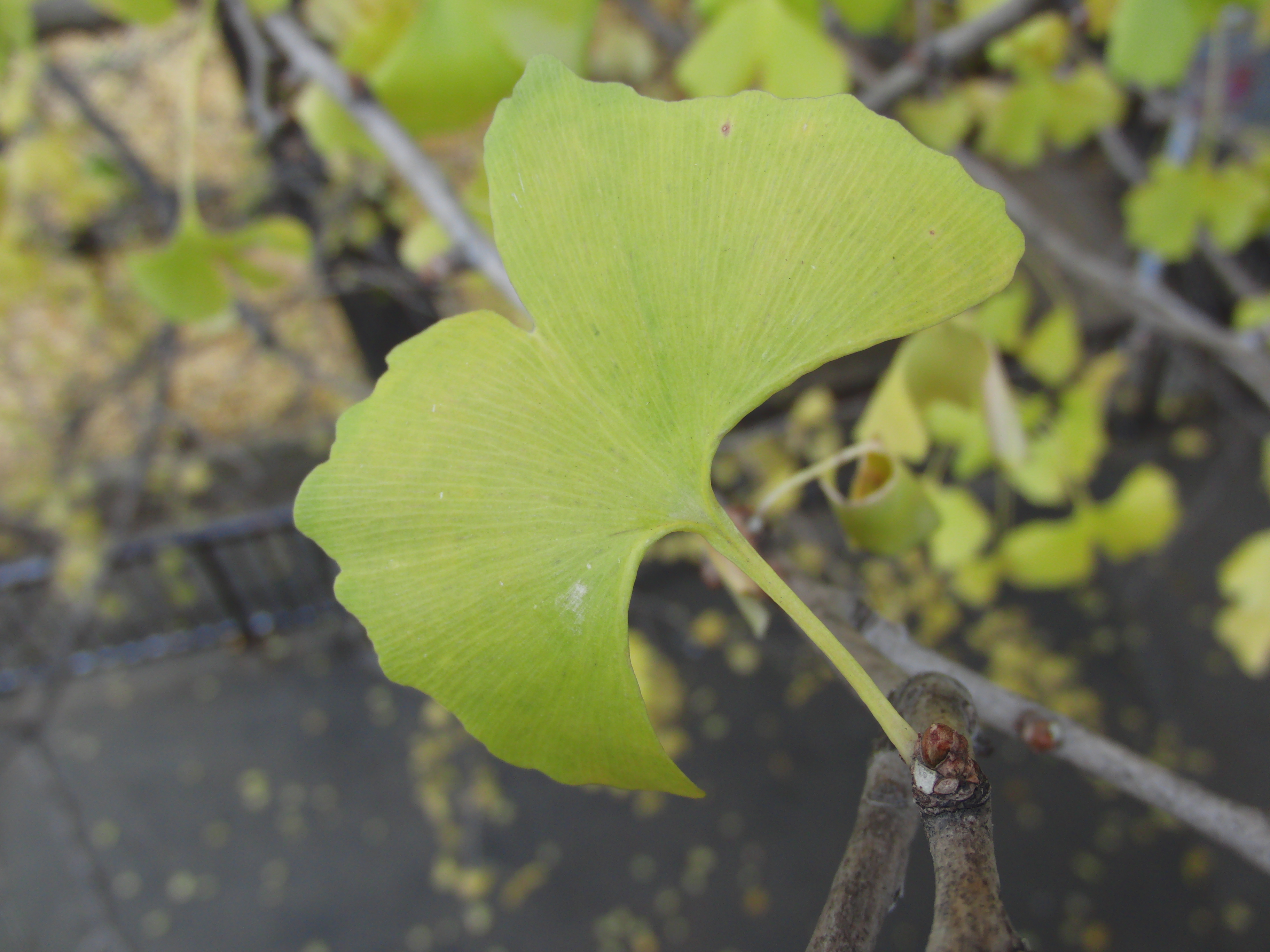 <b>EX-FC150 / 3,648×2,736 / 1/80秒 / F3.6 / 0EV / ISO100 / オート / WB:オート / 6.4mm</b>