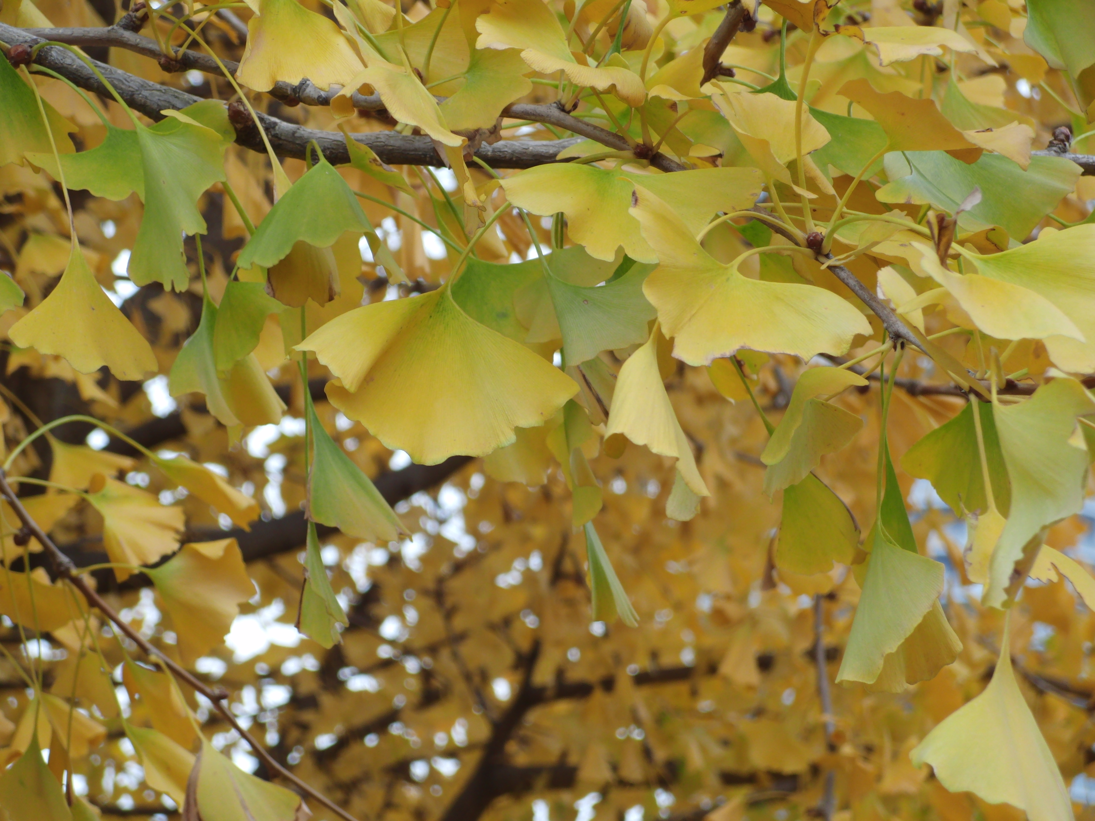 <b>EX-FC150 / 3,648×2,736 / 1/100秒 / F4.3 / 0EV / ISO100 / オート / WB:オート / 23.3mm</b>