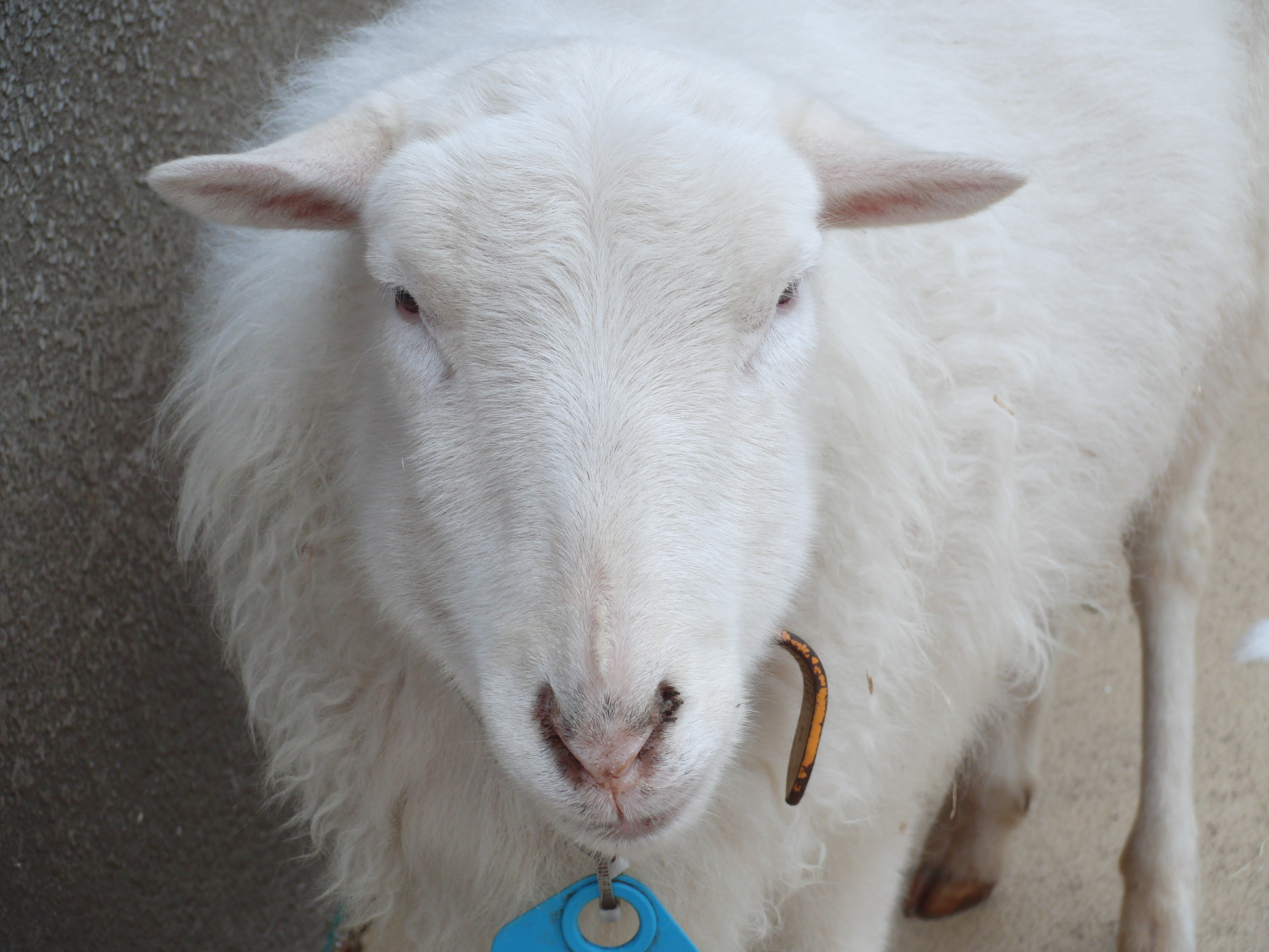 <b>EX-FC150 / 3,648×2,736 / 1/160秒 / F4.2 / 0EV / ISO100 / オート / WB:オート / 19.8mm</b>