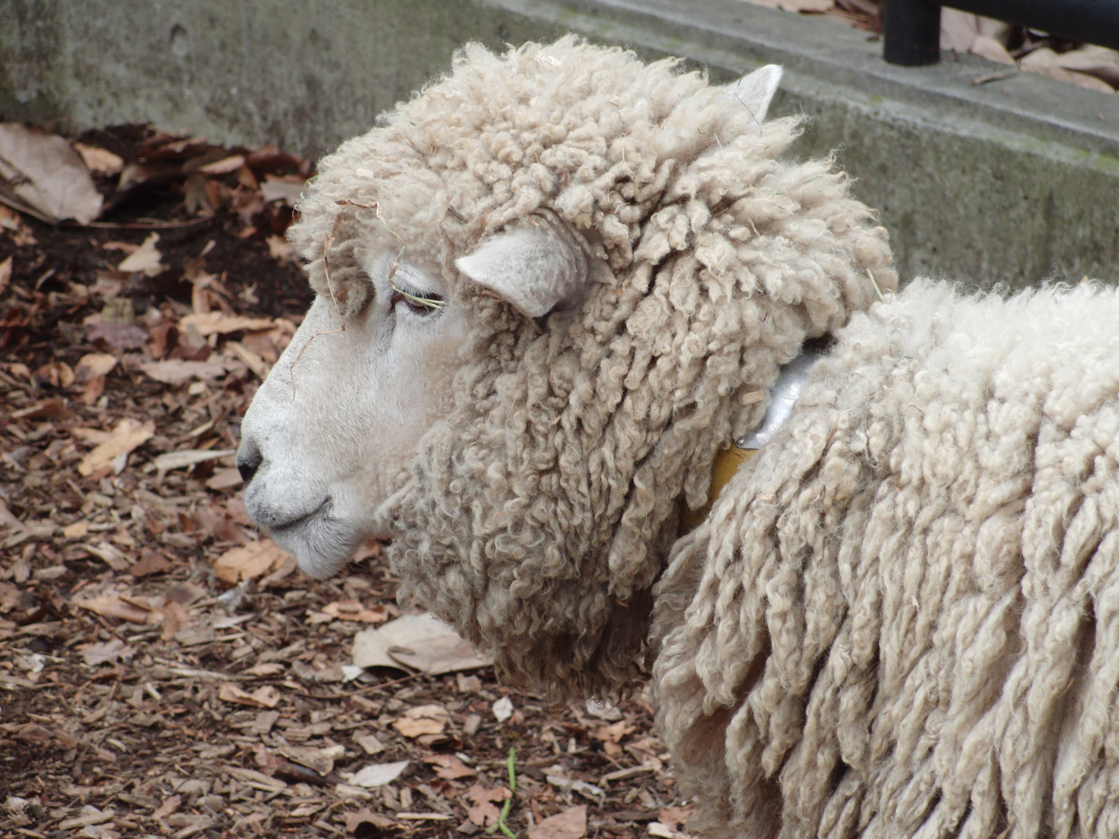 <b>EX-FC150 / 3,648×2,736 / 1/80秒 / F4.4 / 0EV / ISO100 / オート / WB:オート / 27.3mm</b>