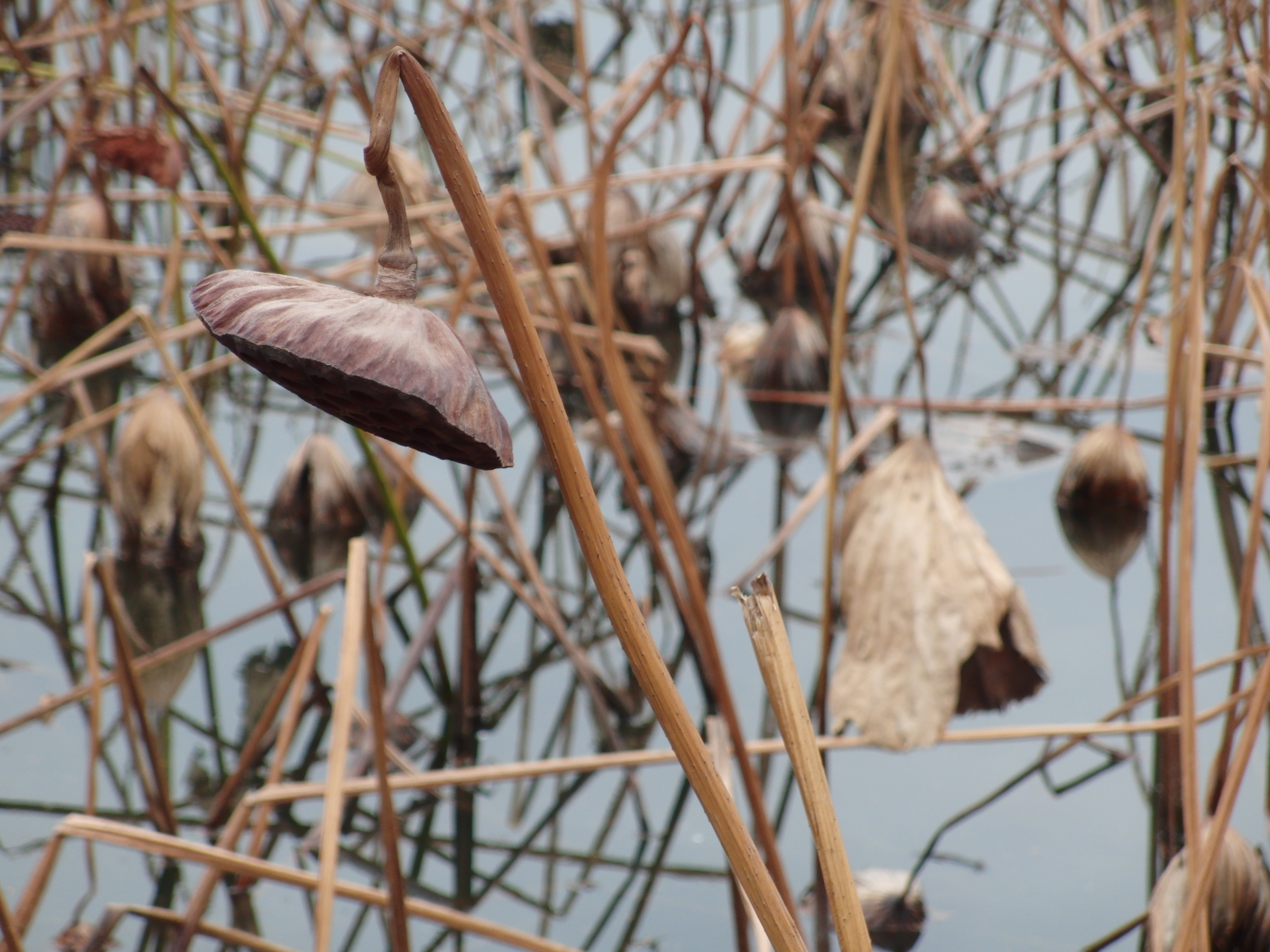 <b>EX-FC150 / 3,648×2,736 / 1/100秒 / F4.5 / 0EV / ISO100 / オート / WB:オート / 32mm</b>