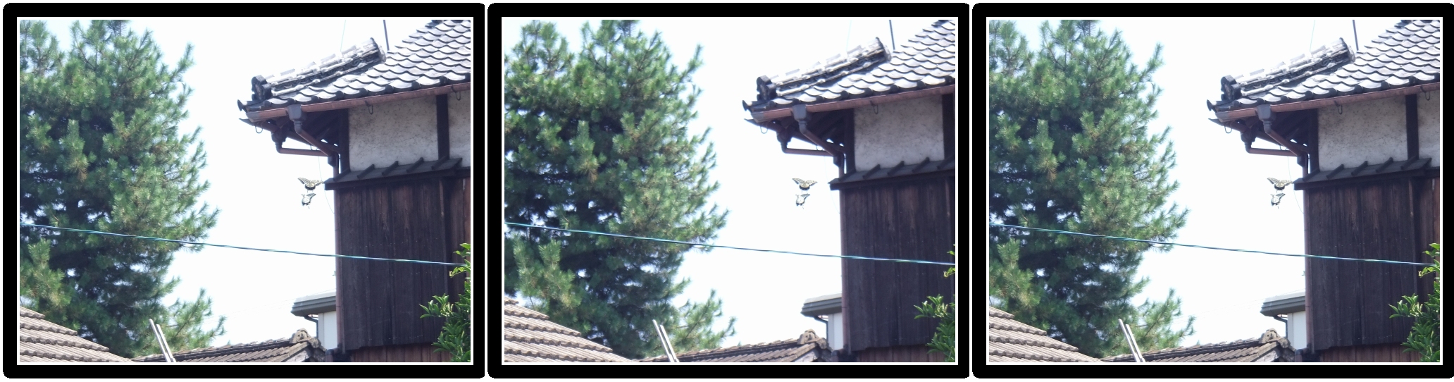 <b>3Dの昆虫写真にもチャレンジ。マクロモードで3D撮影すると、視差が強すぎて立体に見えなくなる。そこで望遠端で、飛んでいるアゲハチョウを狙ってみた。背景に建物や木を入れたので立体感がある。丸亀市</b>