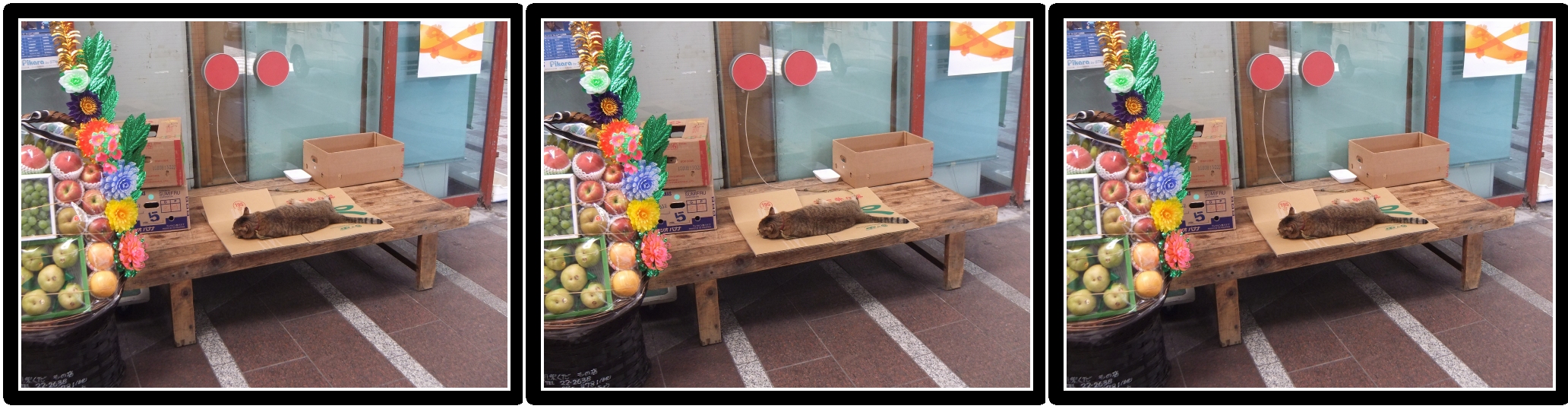 <b>首に紐を結ばれて、ふて寝しているかのようなネコ。一見奥行きの少ない被写体だが、ガラスにかすかに映る自動車が、奥行きのポイントになっている。丸亀市</b>