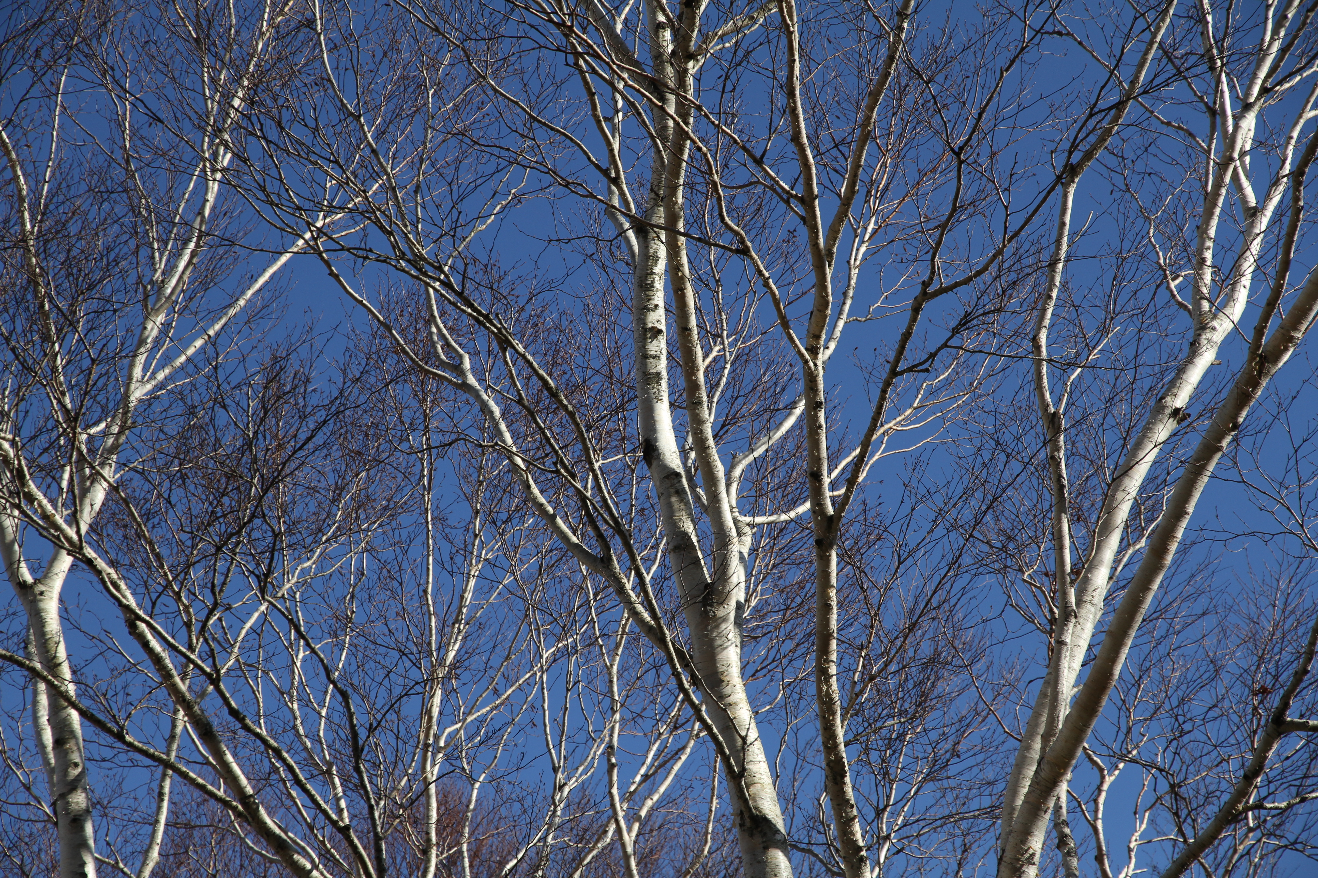 <b>5,184×3,456 / 1/800秒 / F5.6 / 0EV / ISO100 / 絞り優先AE / WB:オート / 65mm</b>