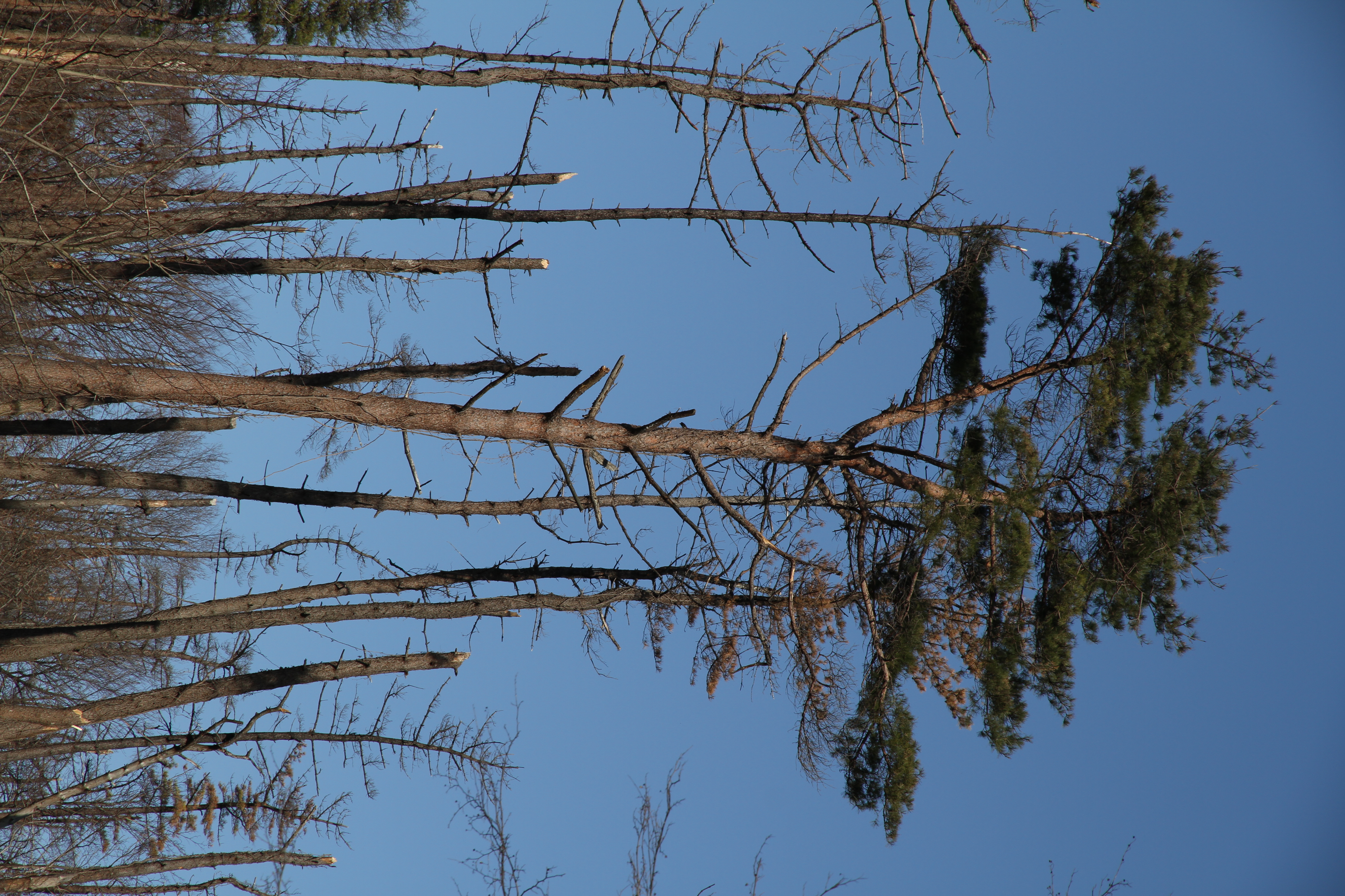 <b>3,456×5,184 / 1/500秒 / F8 / 0EV / ISO100 / 絞り優先AE / WB:オート / 85mm</b>